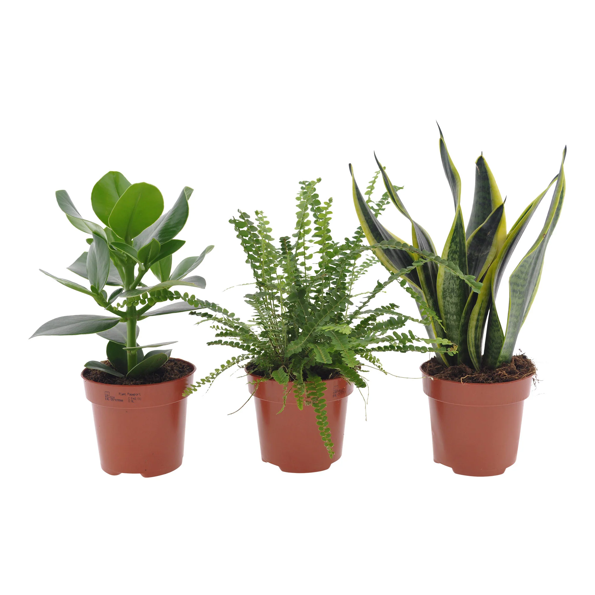 3x Plantes pour chambres à coucher - Mélange
