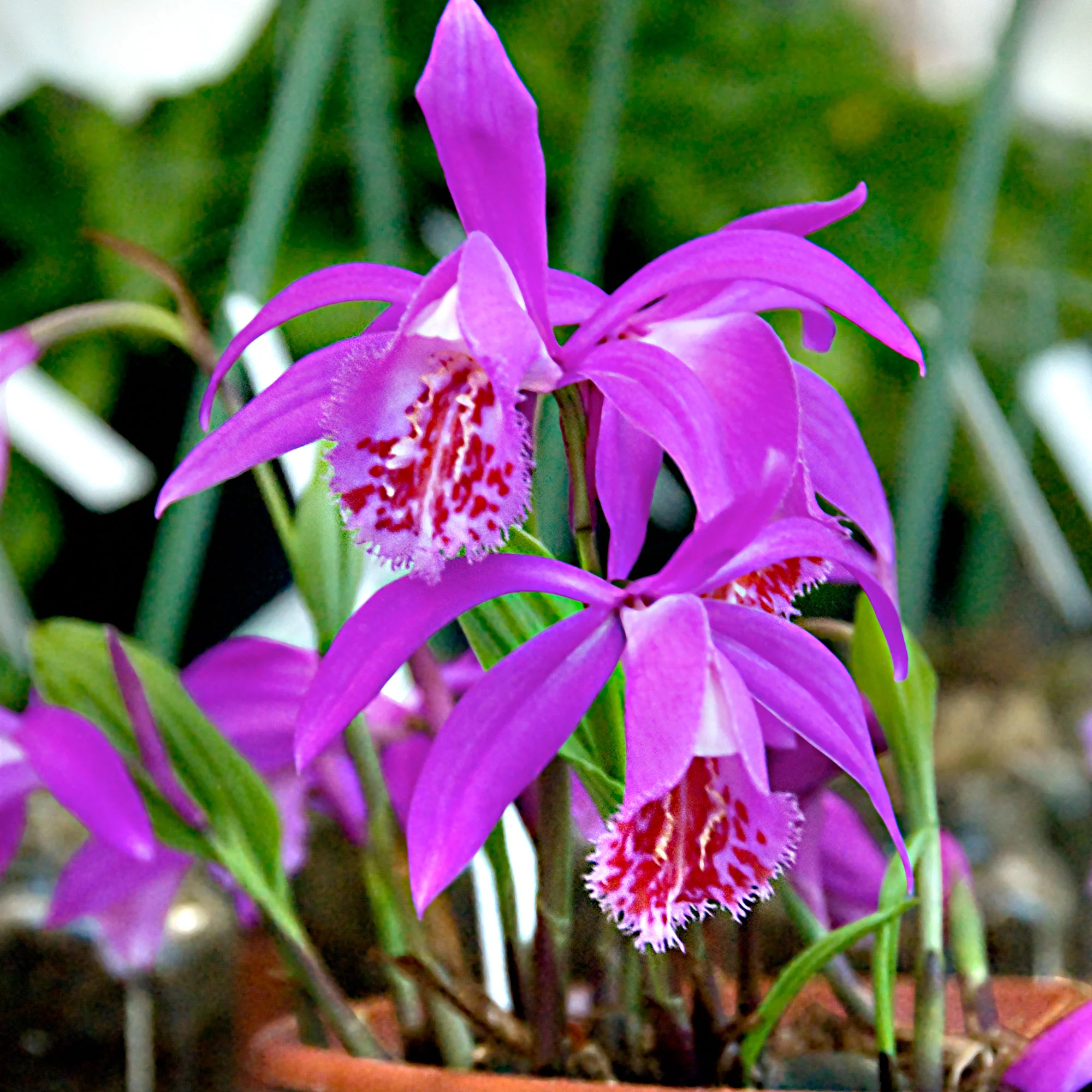3x Pleione 'Tongariro' violet - Image 3