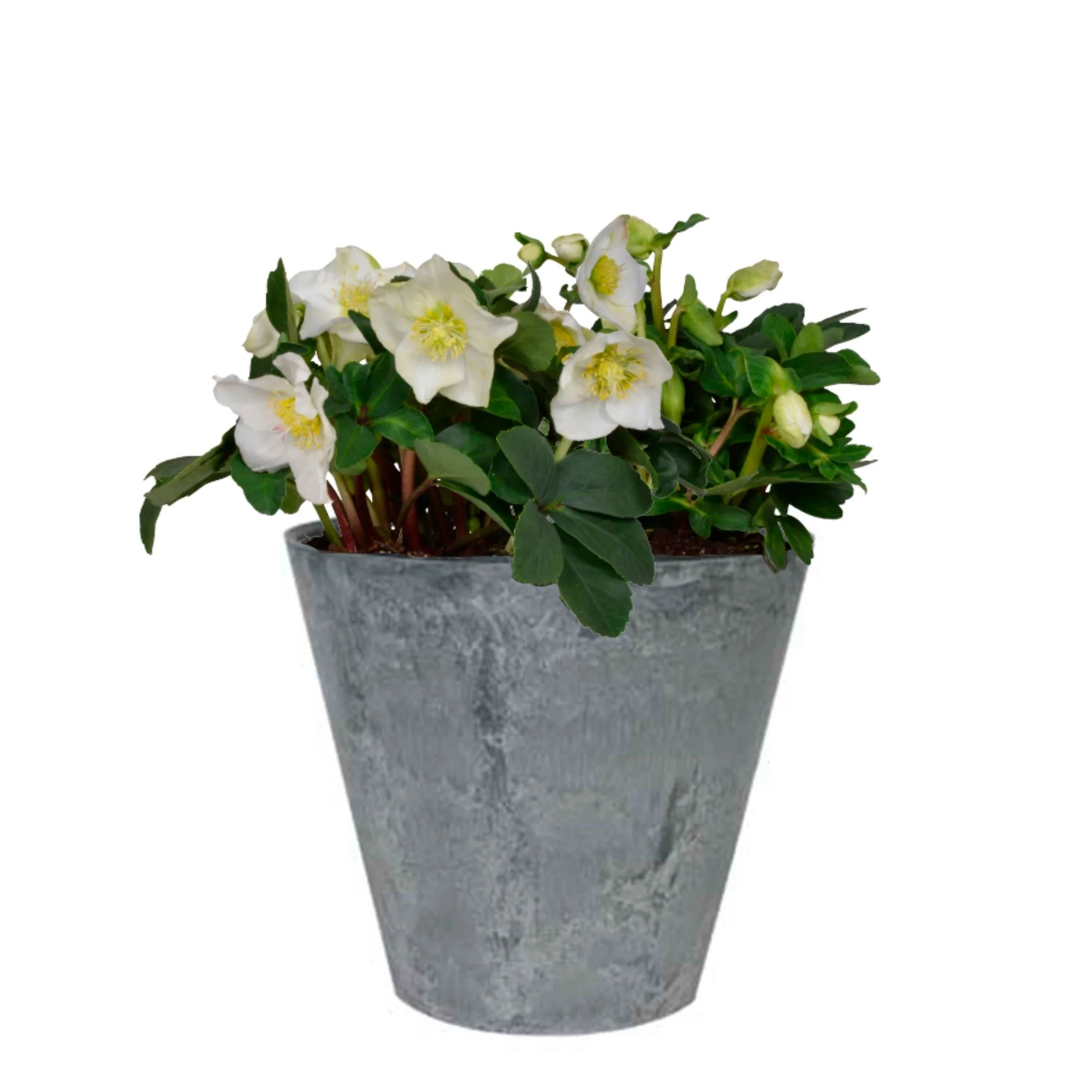 3x Rose de Noël Helleborus 'Christmas Carol' blanche avec cache-pot gris - Image 5