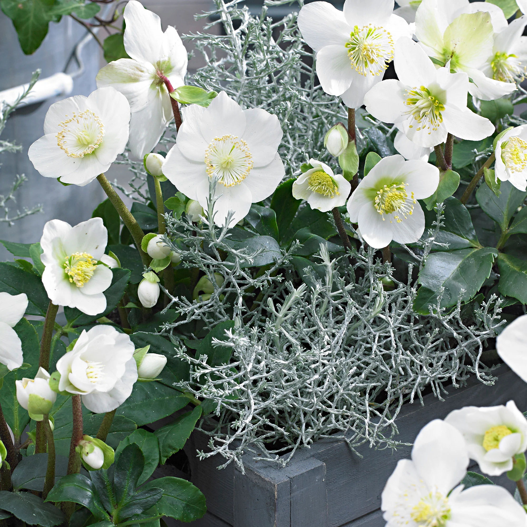 3x Rose de Noël Helleborus 'Christmas Carol' blanche avec cache-pot grise