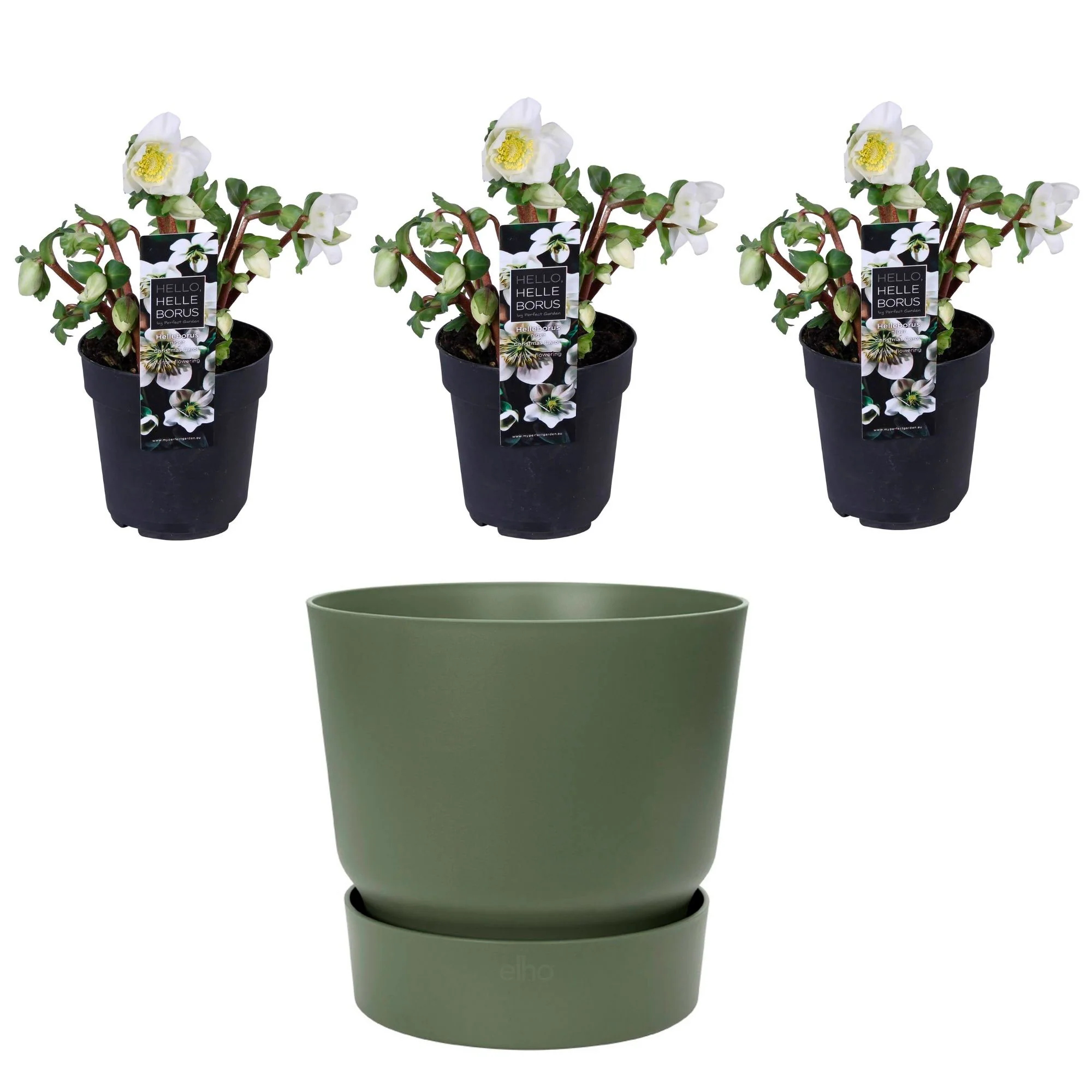 3x Rose de Noël Helleborus 'Christmas Carol' blanche avec cache-pot vert - Image 4