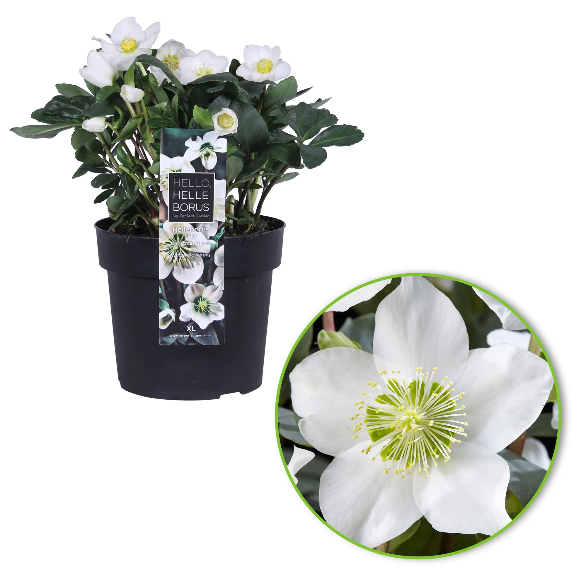 3x Rose de Noël Helleborus 'Christmas Carol' blanche avec panier gris - Image 2