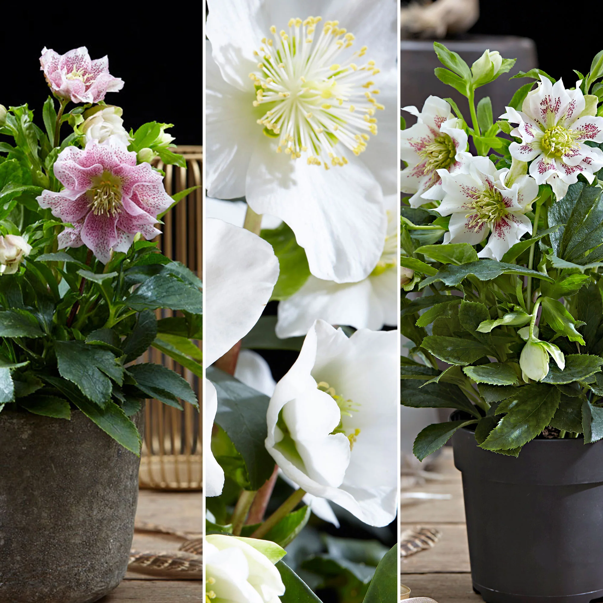 3x Rose de Noël - Mélange 'Heerlijke Helleborus' avec panier à pommes en osier