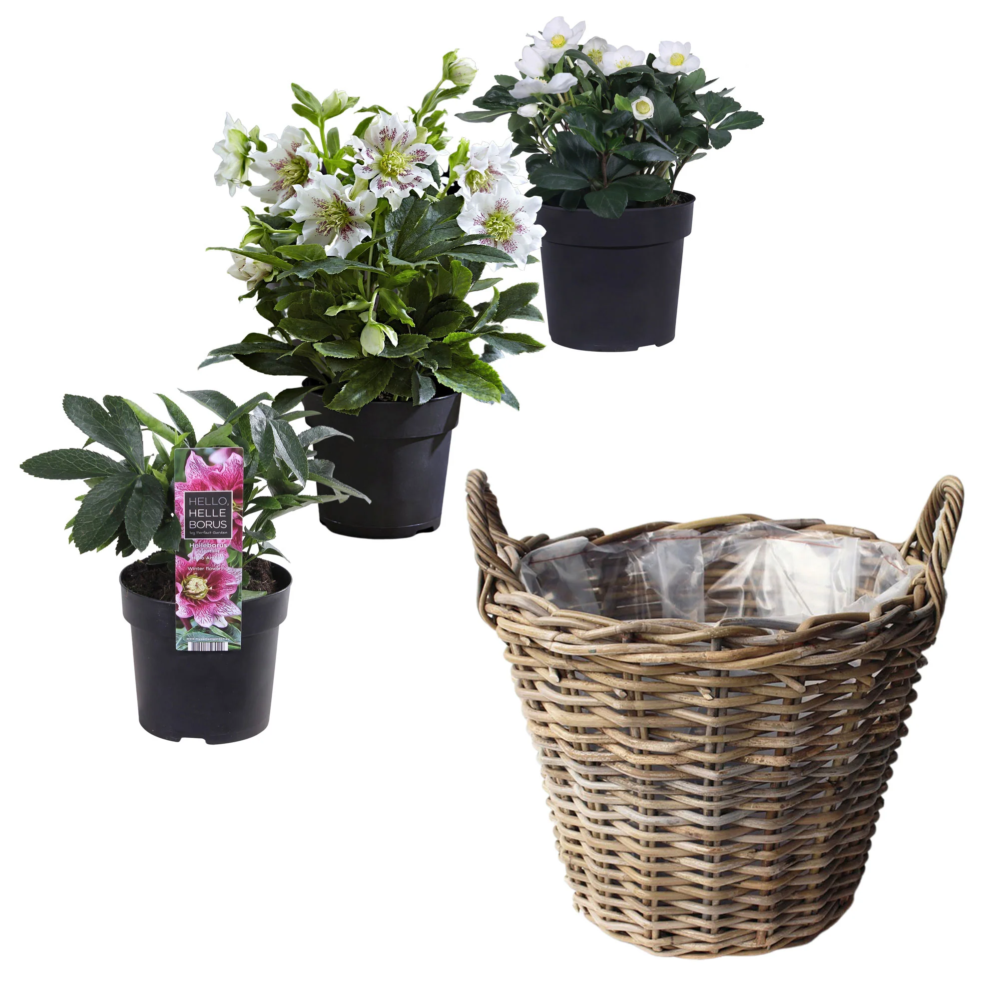 3x Rose de Noël - Mélange 'Heerlijke Helleborus' avec panier à pommes en osier - Image 3