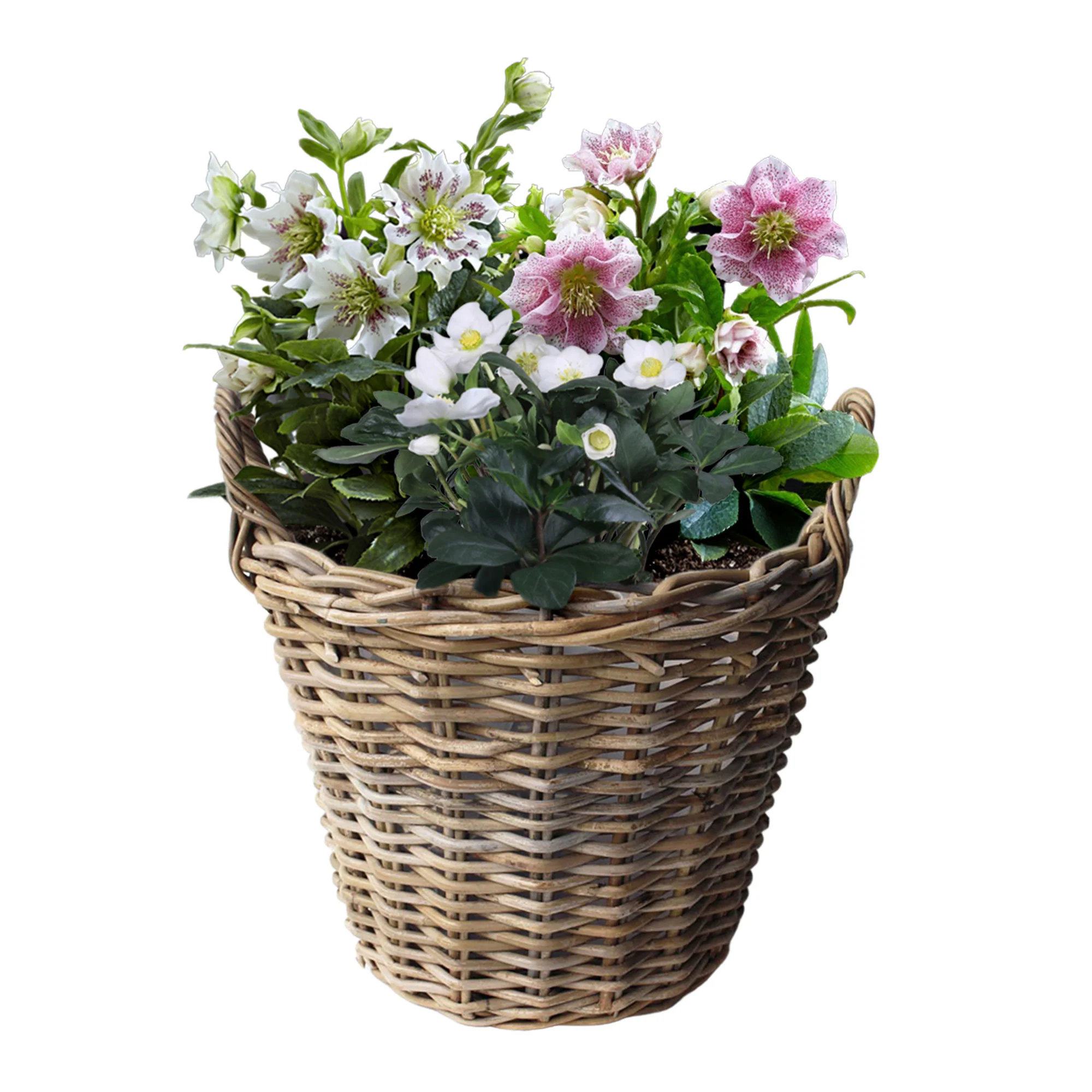 3x Rose de Noël - Mélange 'Heerlijke Helleborus' avec panier à pommes en osier - Image 4
