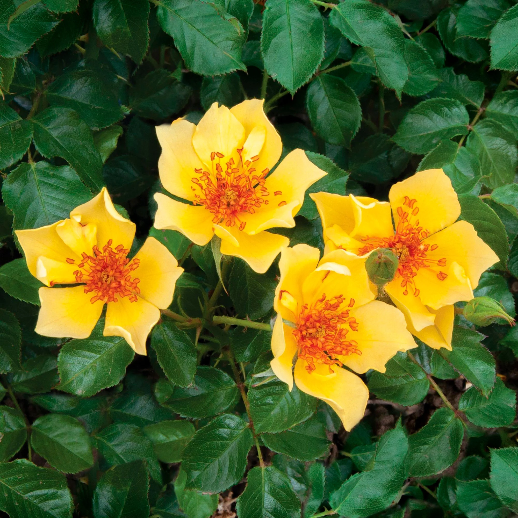 3x Roses Rosa 'Ducat Mella'® Jaune  - Plants à racines nues - Image 2