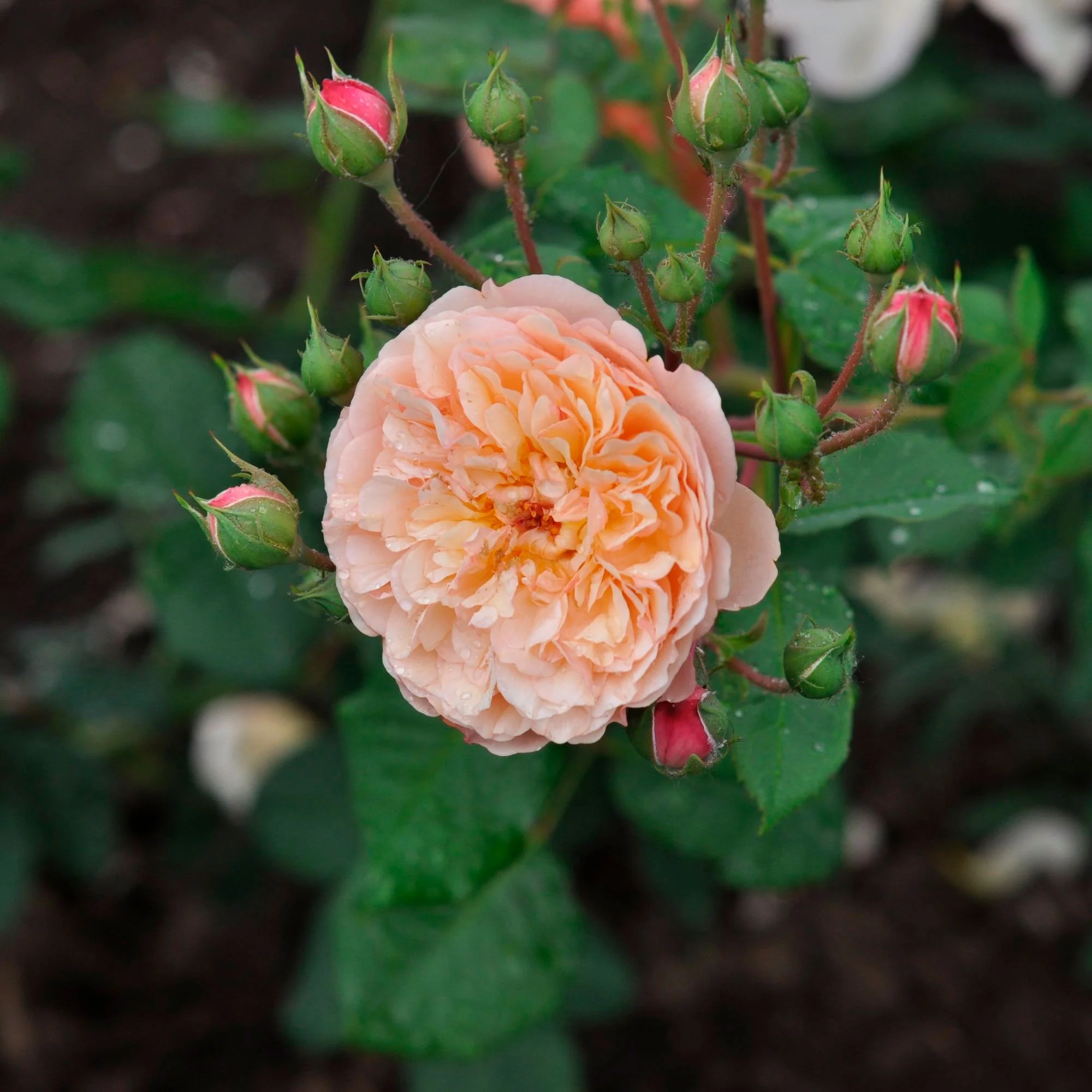3x Roses Rosa 'Eveline Wild'® floribunda Rose  - Plants à racines nues