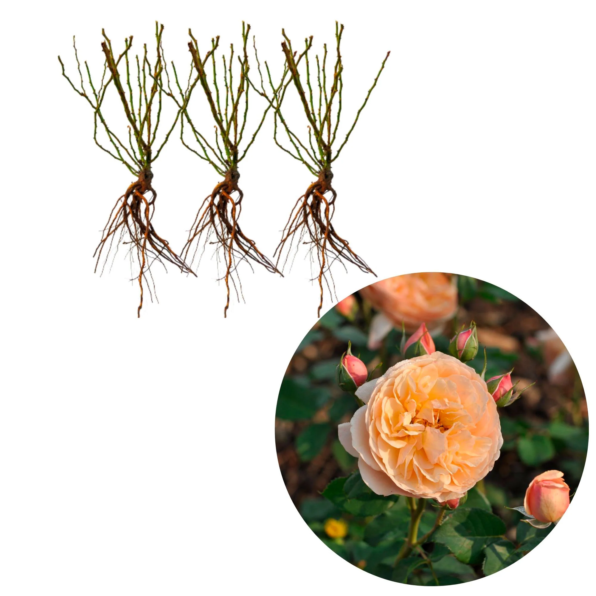 3x Roses Rosa 'Eveline Wild'® floribunda Rose  - Plants à racines nues - Image 3