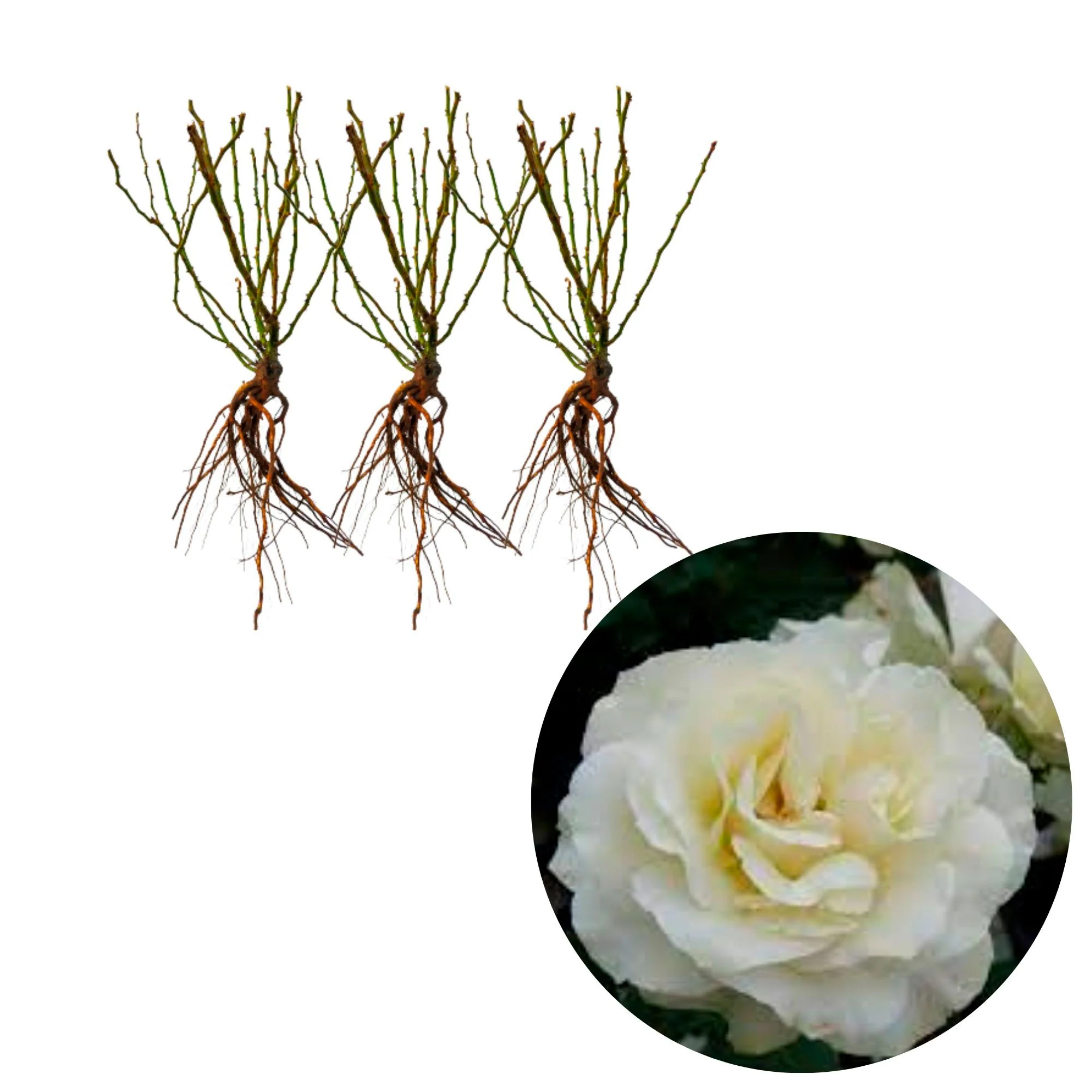 3x Roses 'White Meilove'® Blanc  - Plants à racines nues - Image 2
