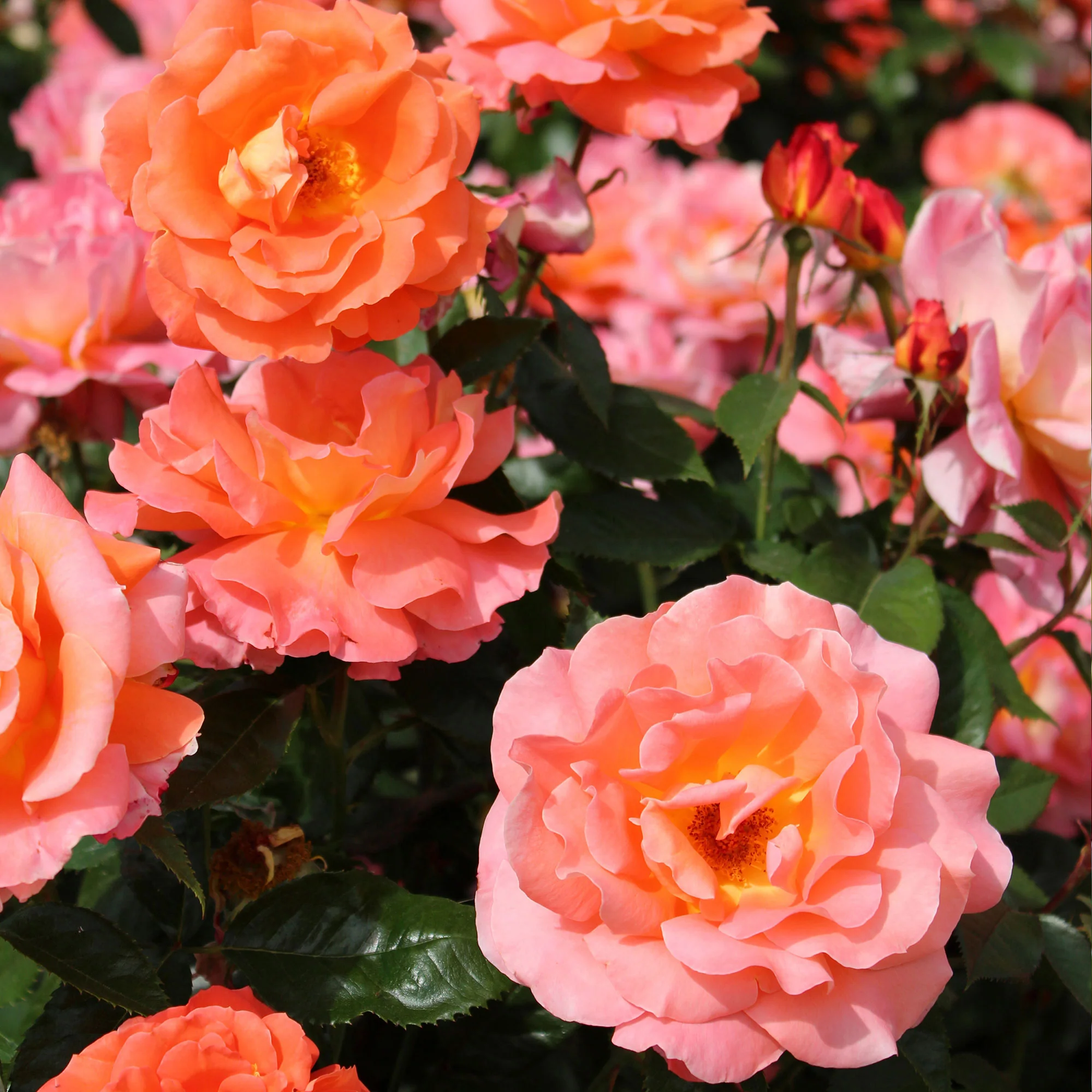 3x Rosier à grandes fleurs  Rosa 'Augusta Luise'® Orangé-Rose  - Plants à racines nues