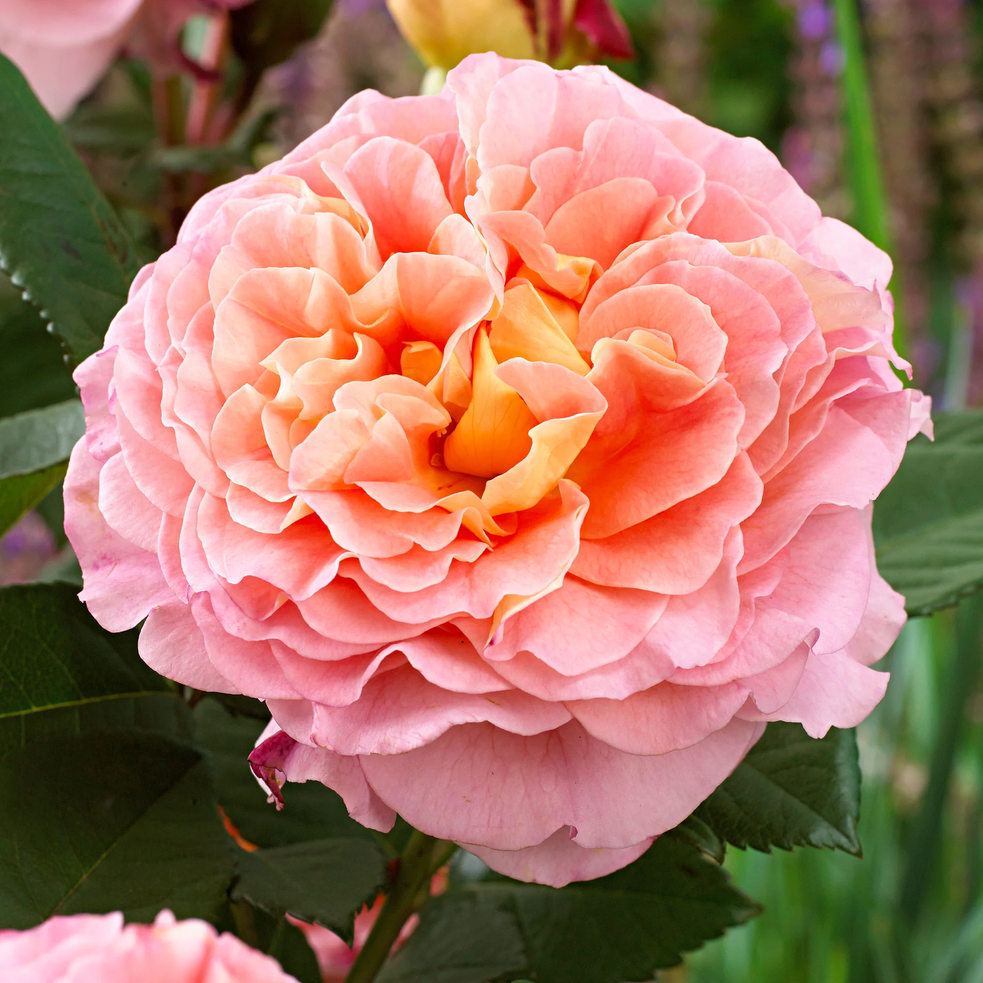 3x Rosier à grandes fleurs  Rosa 'Augusta Luise'® Orangé-Rose  - Plants à racines nues - Image 3