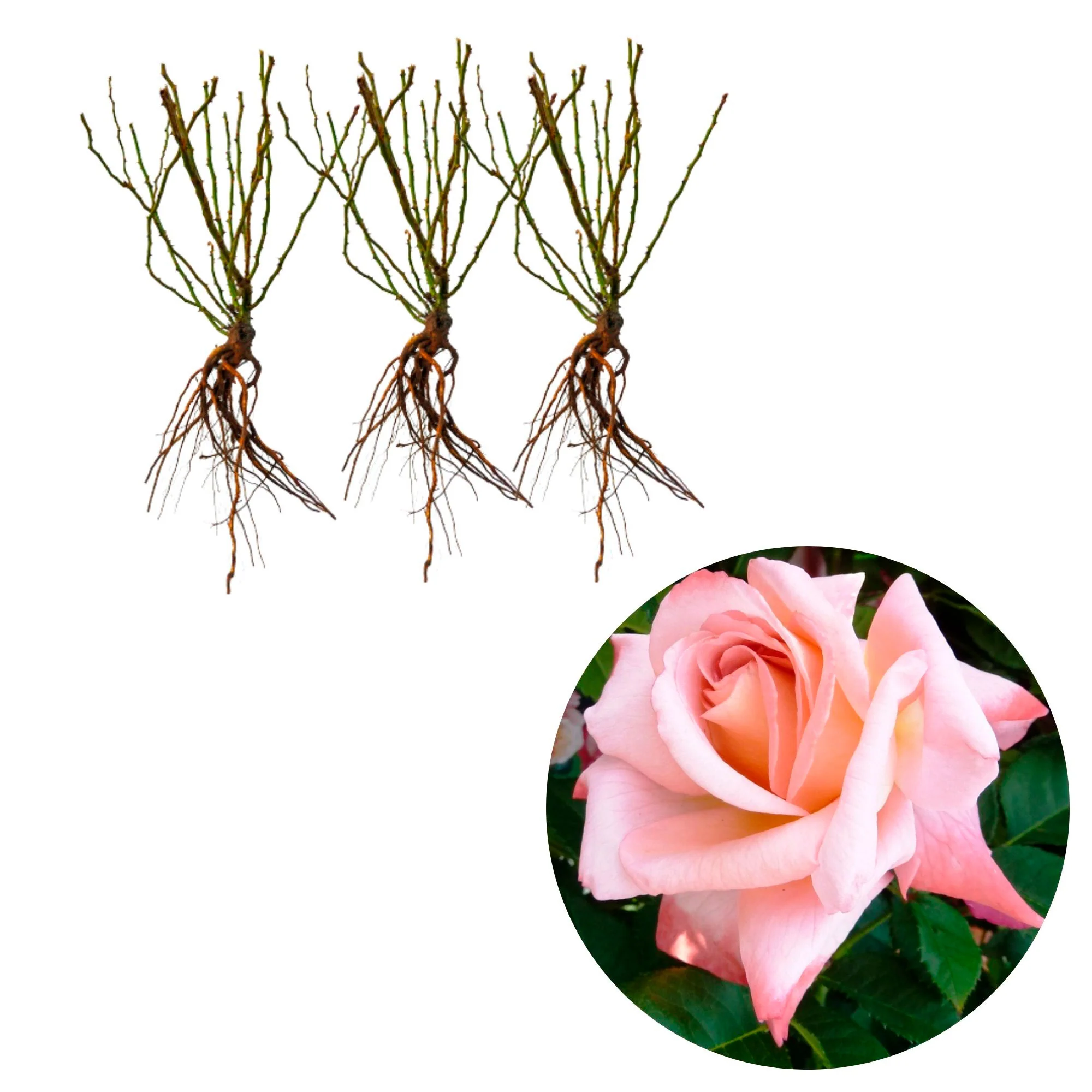 3x Rosier à grandes fleurs  Rosa 'Augusta Luise'® Orangé-Rose  - Plants à racines nues - Image 4