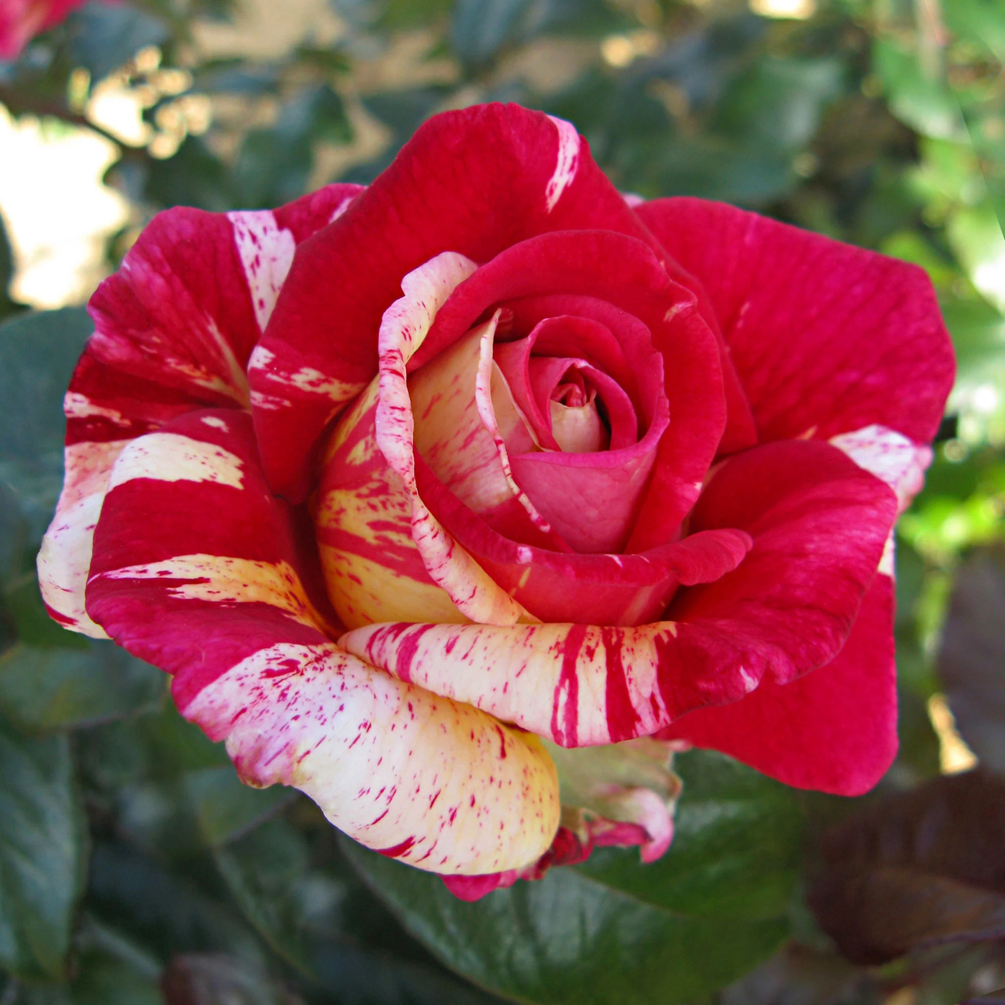 3x Rosier à grandes fleurs Rosa 'Broceliande'® Rouge-Crème - Plants à racines nues