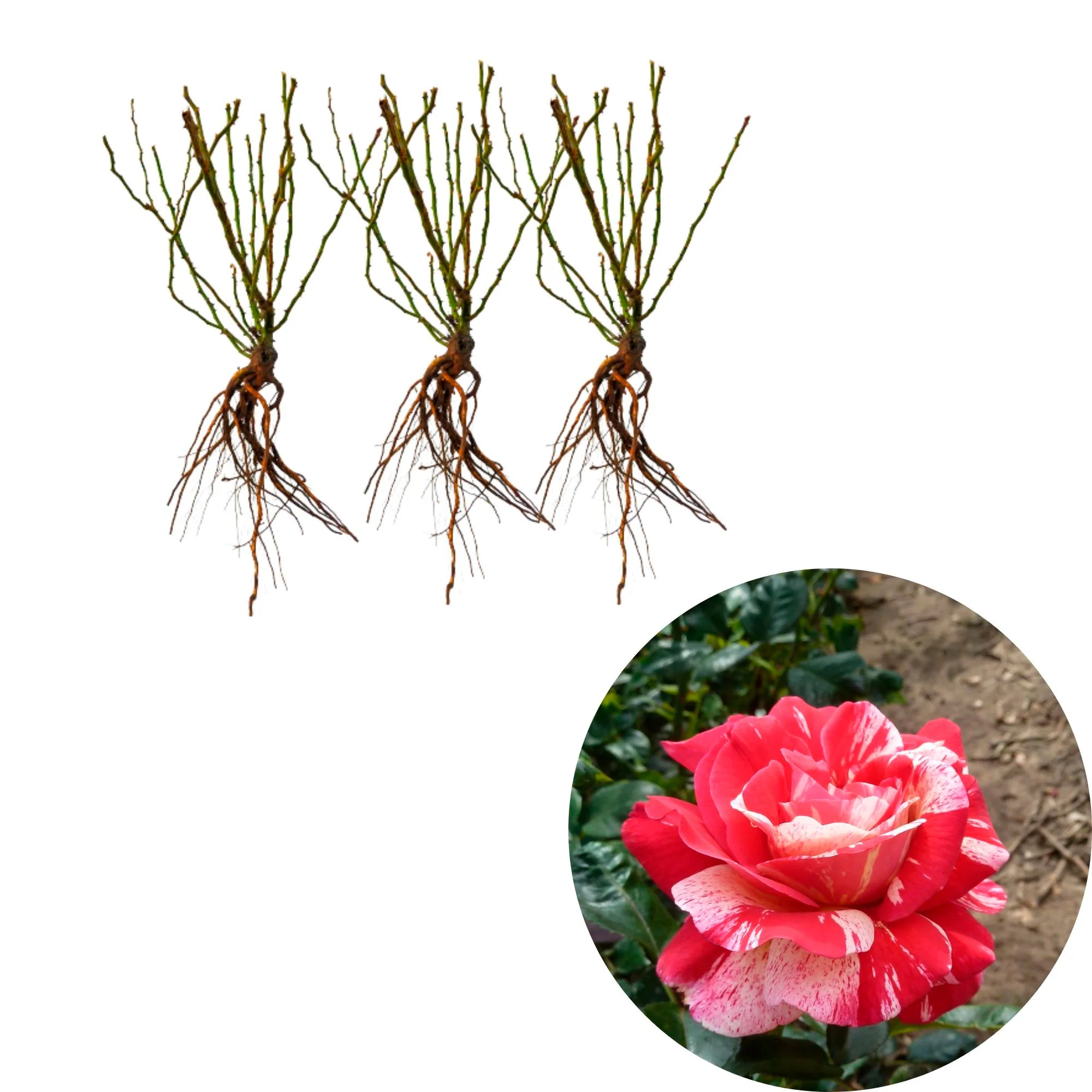 3x Rosier à grandes fleurs Rosa 'Broceliande'® Rouge-Crème - Plants à racines nues - Image 3