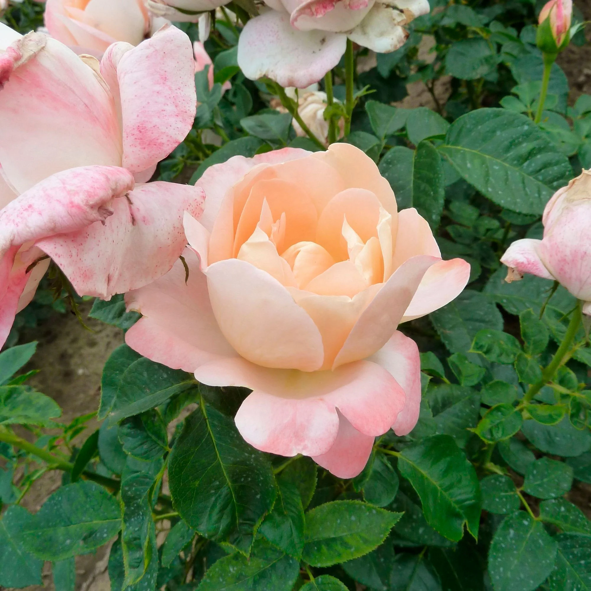 3x Rosier à grandes fleurs Rosa 'Isabelle Autissier'® Jaune-Rose  - Plants à racines nues - Image 2