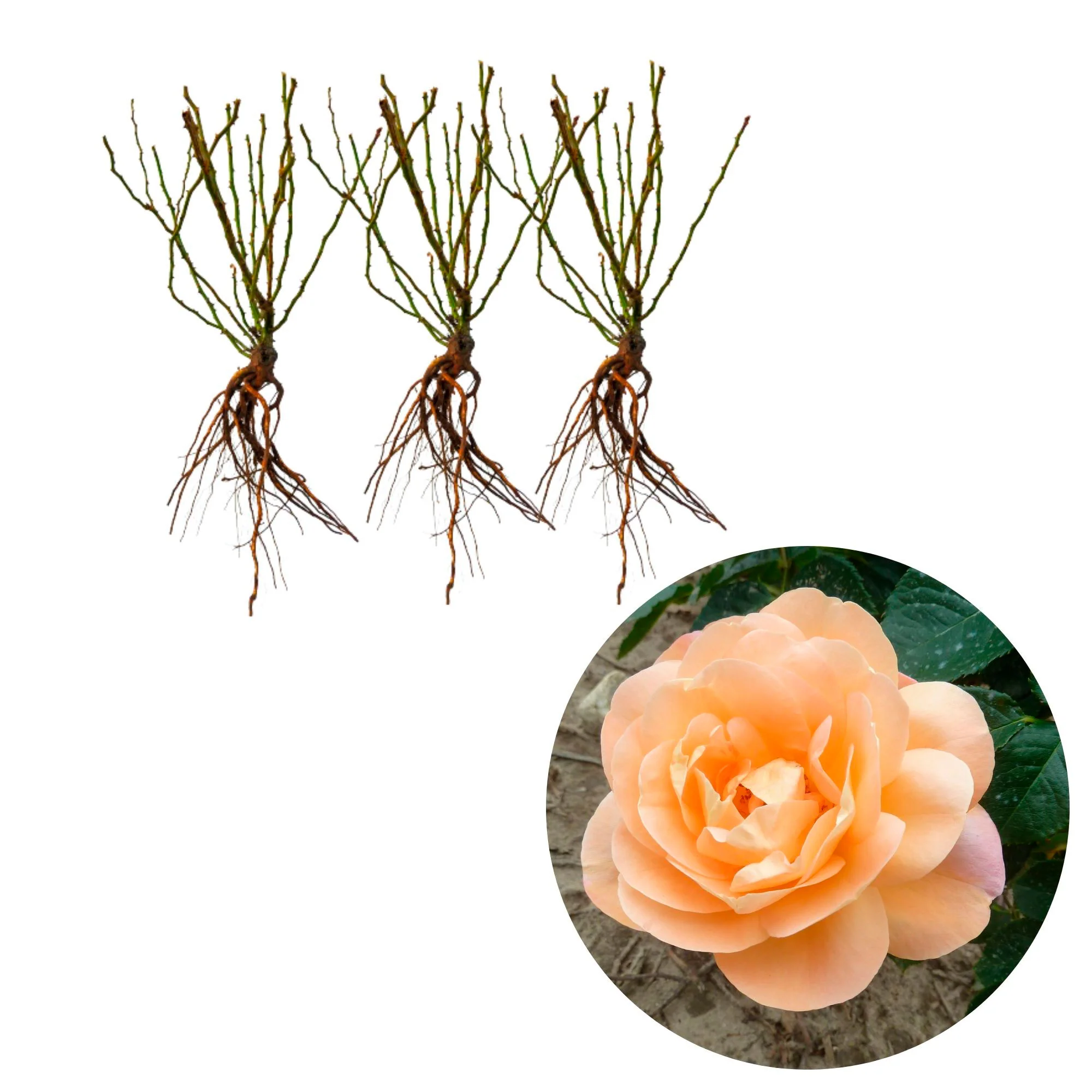 3x Rosier à grandes fleurs Rosa 'Isabelle Autissier'® Jaune-Rose  - Plants à racines nues - Image 3