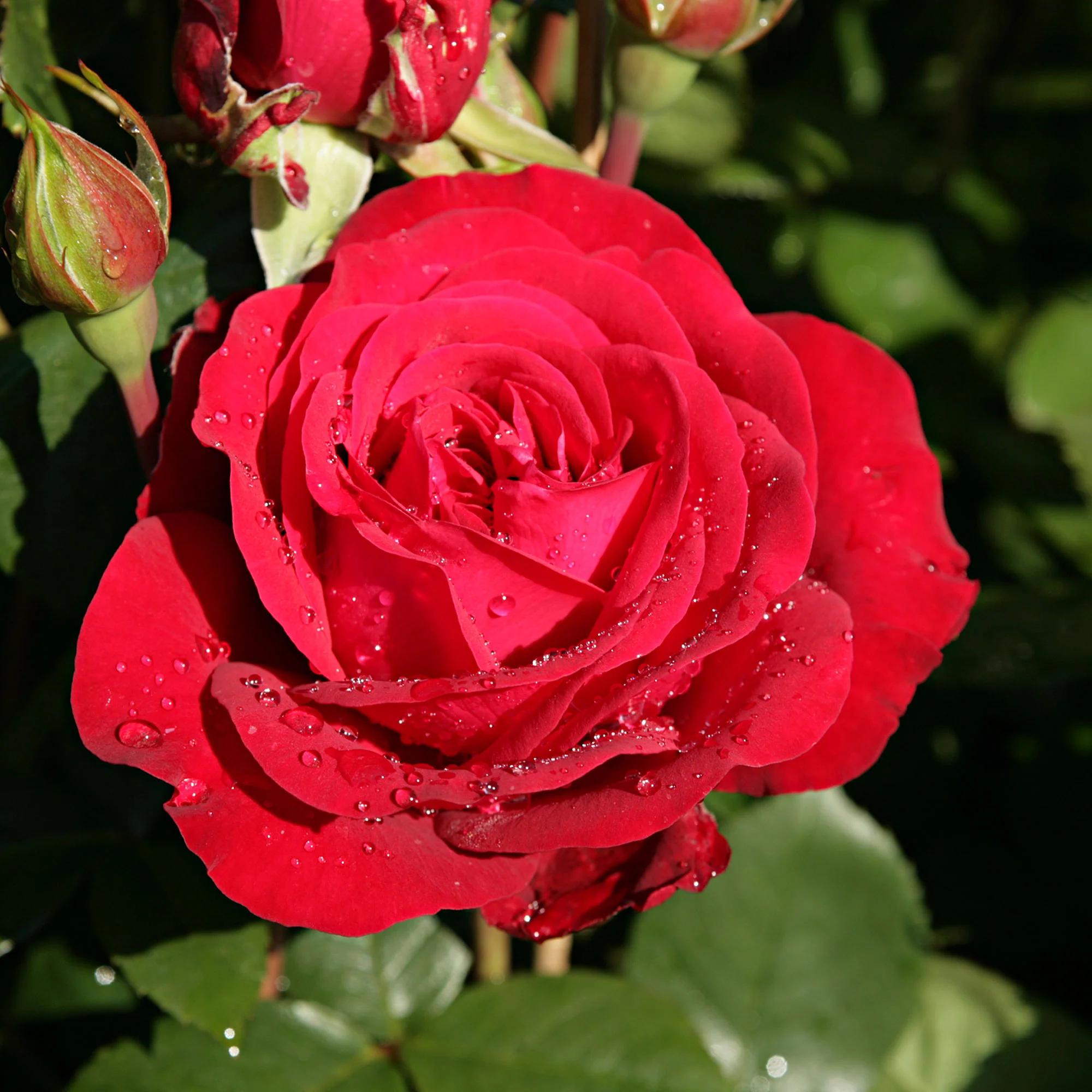 3x Rosier à grandes fleurs Rosa 'Störtebeker'® Rouge - Plants à racines nues - Image 3