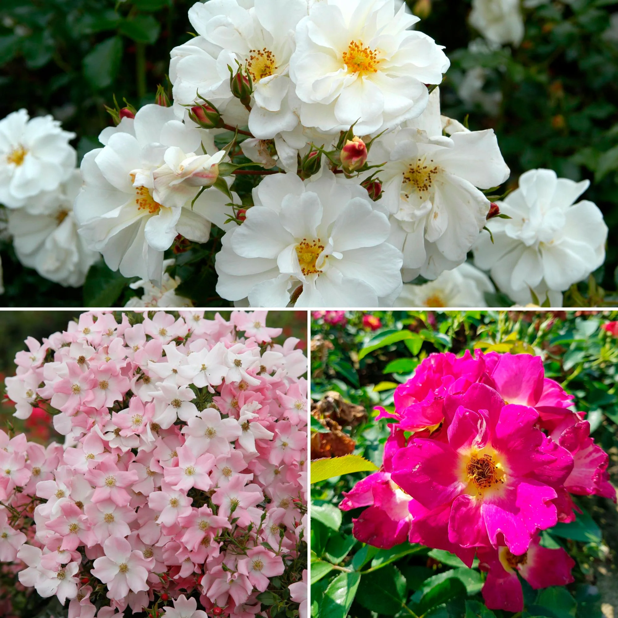 3x Rosier couvre-sol - Mélange 'Aimants à papillons' Blanc-Rose  - Plants à racines nues - Image 2