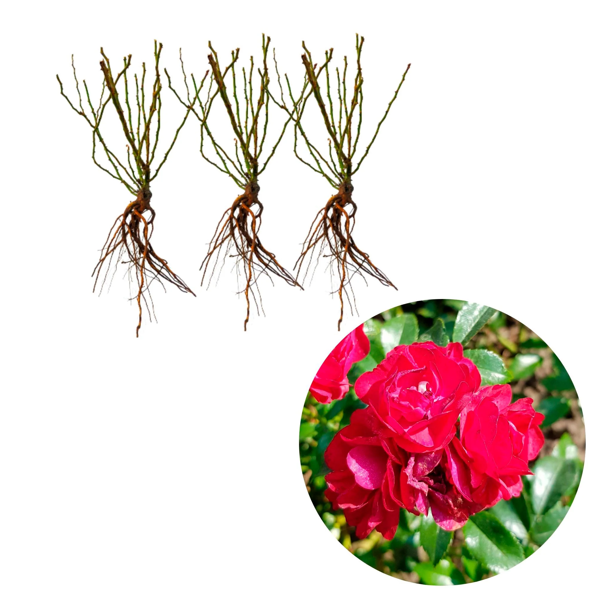 3x Rosier couvre-sol  Rosa 'Fairy Dance'® Rouge  - Plants à racines nues - Image 4