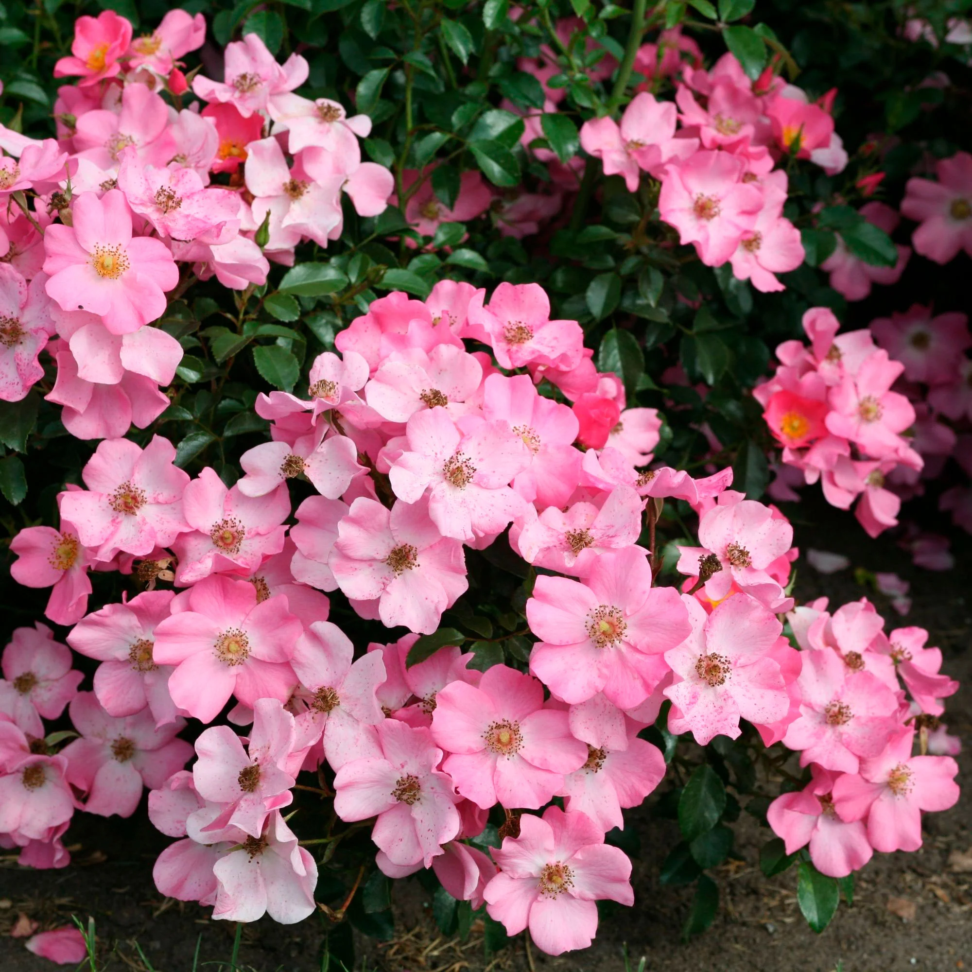 3x Rosier couvre-sol  Rosa 'Fortuna'® Rose  - Plants à racines nues - Image 2