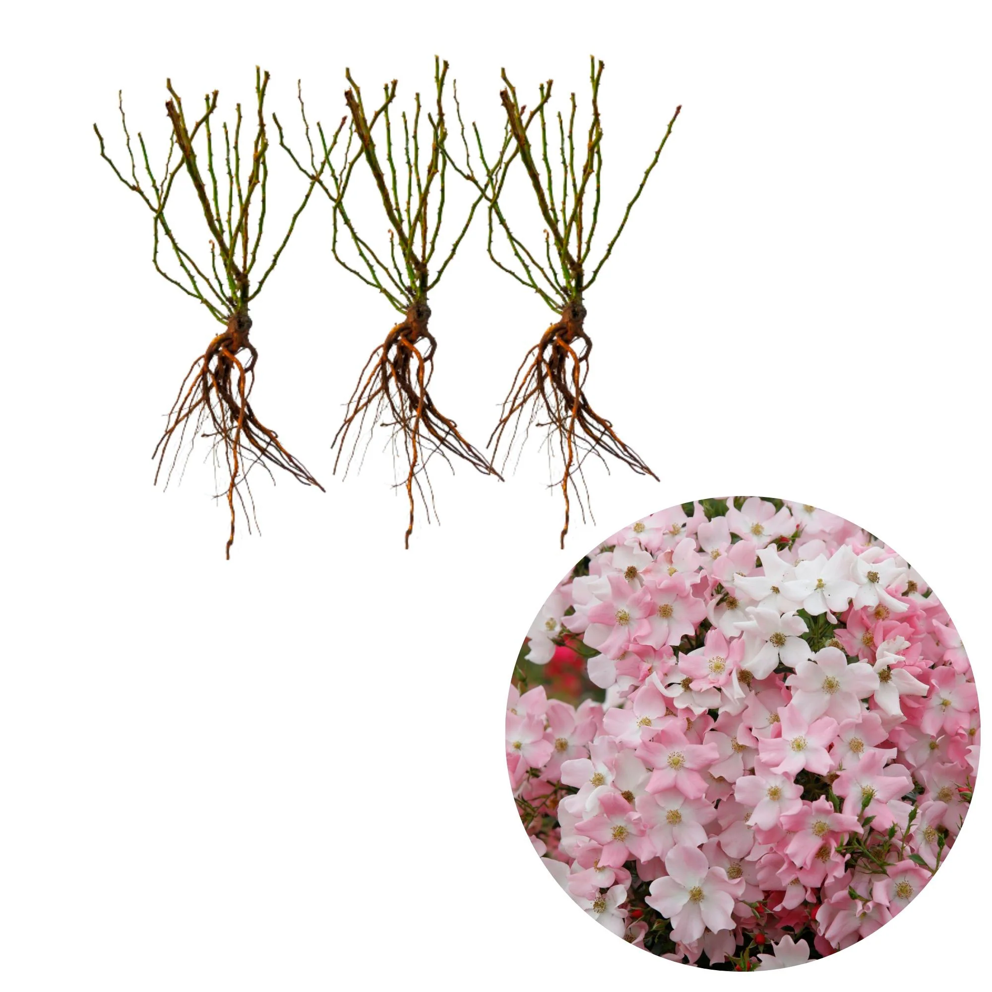 3x Rosier couvre-sol  Rosa 'Fortuna'® Rose  - Plants à racines nues - Image 3