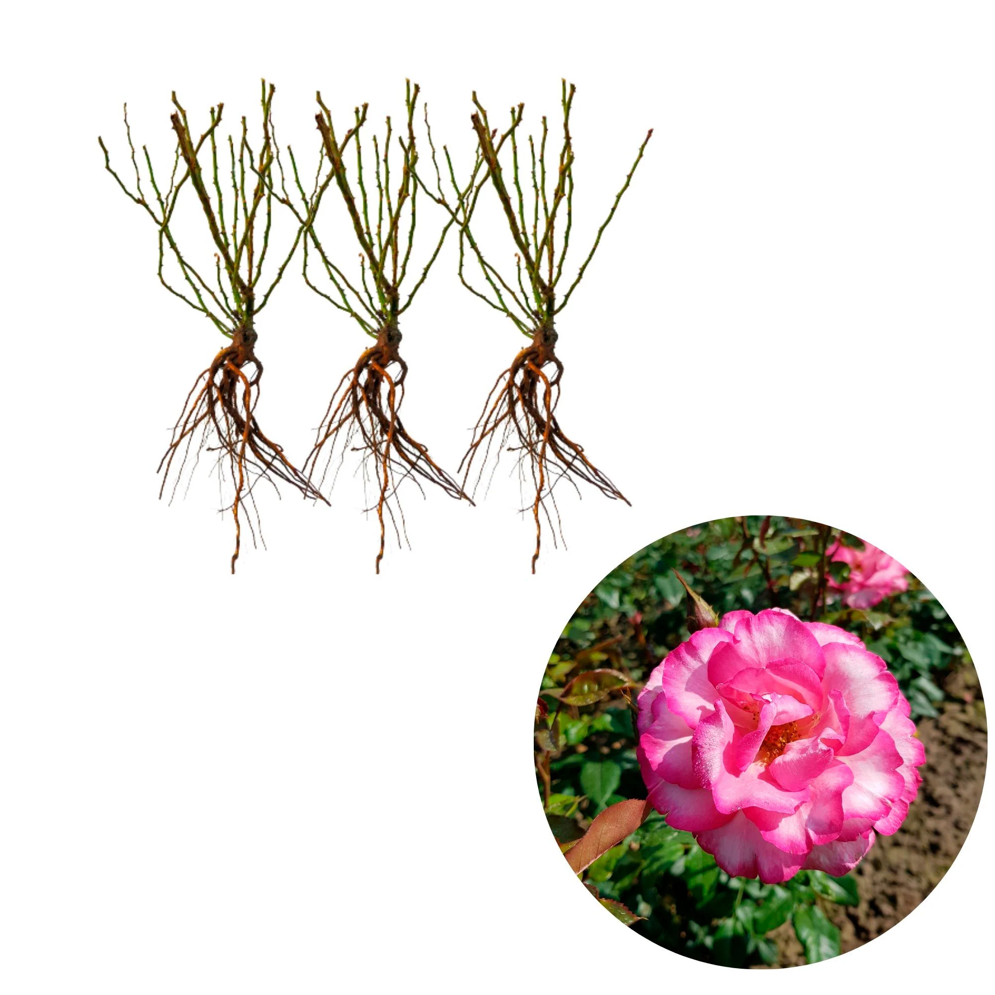 3x Rosier grimpant Rosa 'Haendel'® Blanc-Rouge  - Plants à racines nues - Image 3