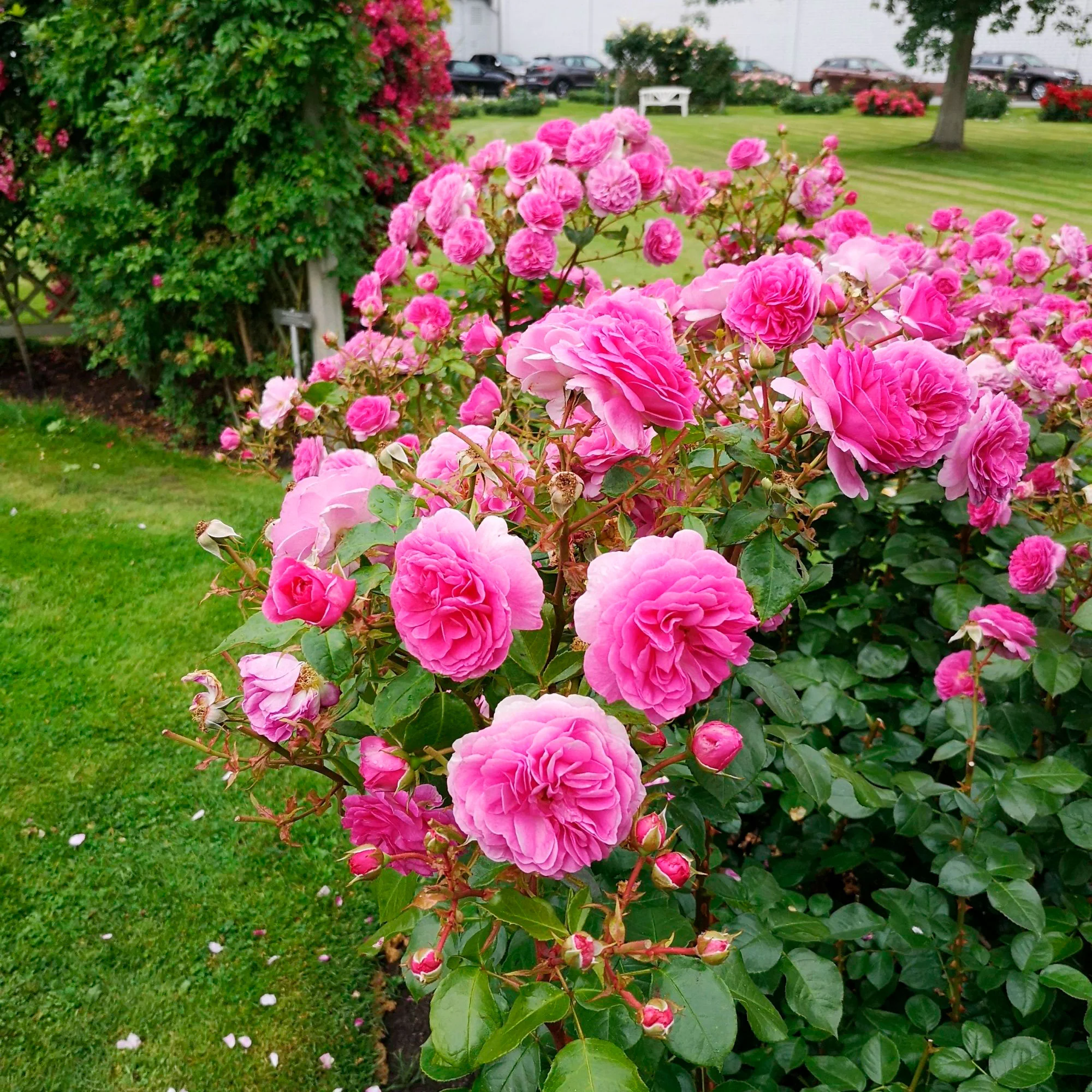 3x Rosier grimpant Rosa 'Ozeana'® Violet  - Plants à racines nues - Image 2