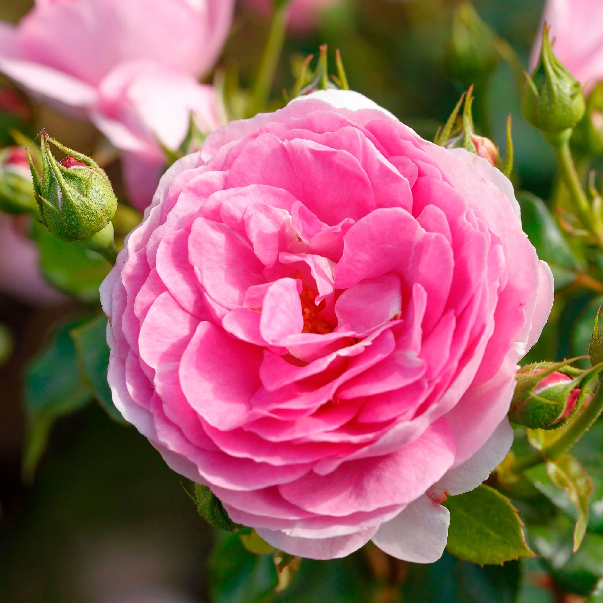 3x Rosier grimpant Rosa 'Ozeana'® Violet  - Plants à racines nues - Image 3