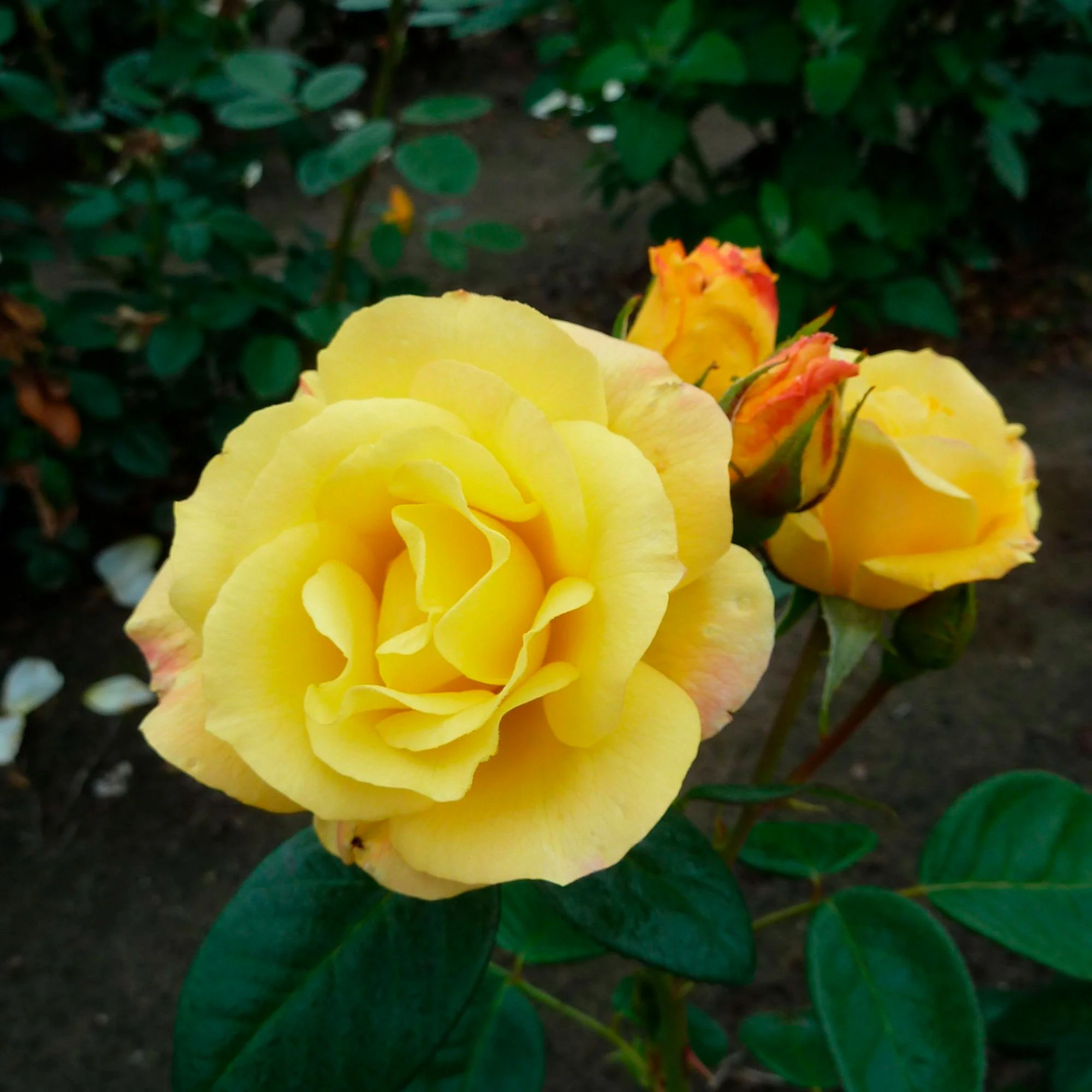3x Rosier multiflore à grandes fleurs Rosa 'Arthur Bell'® Jaune  - Plants à racines nues - Image 2