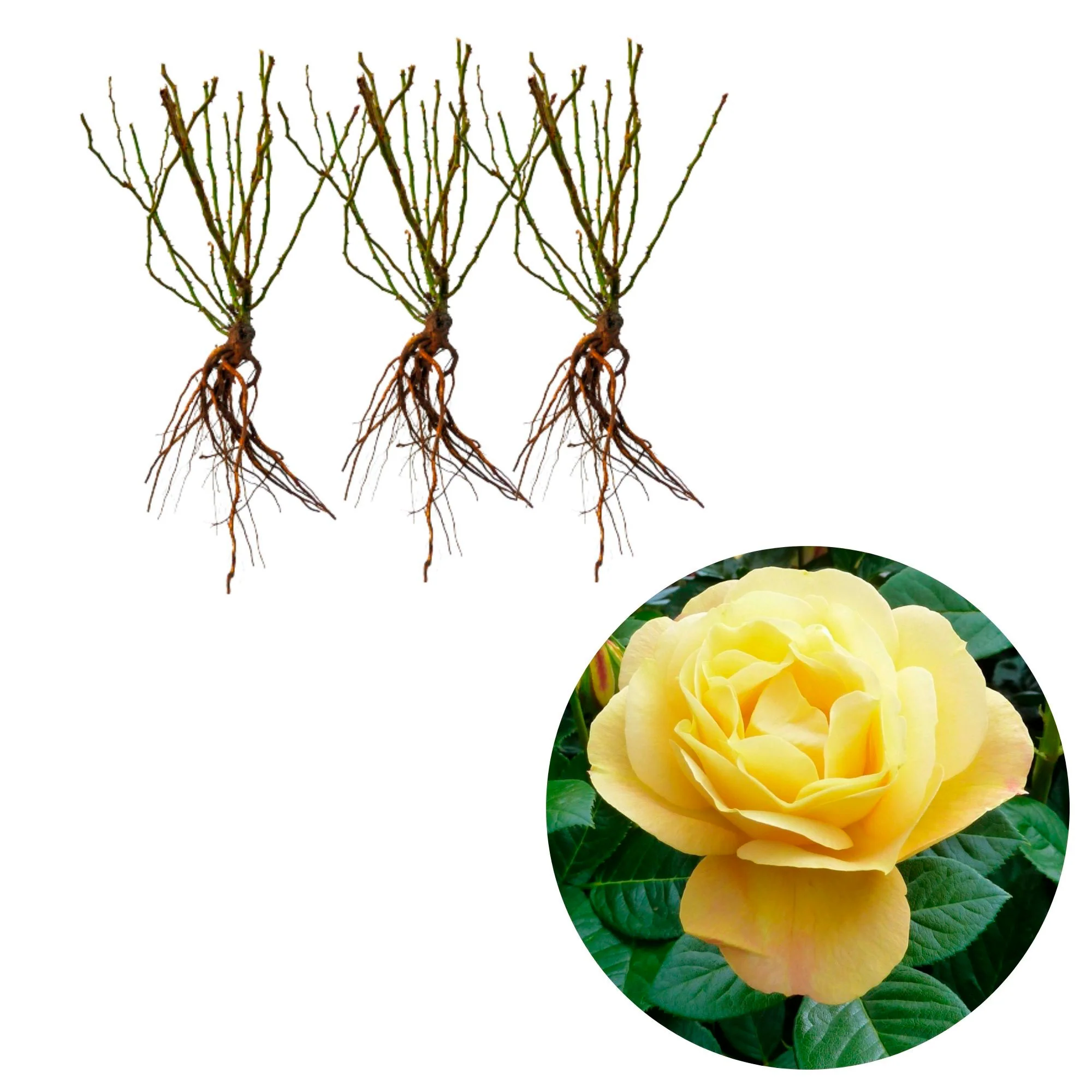 3x Rosier multiflore à grandes fleurs Rosa 'Arthur Bell'® Jaune  - Plants à racines nues - Image 3