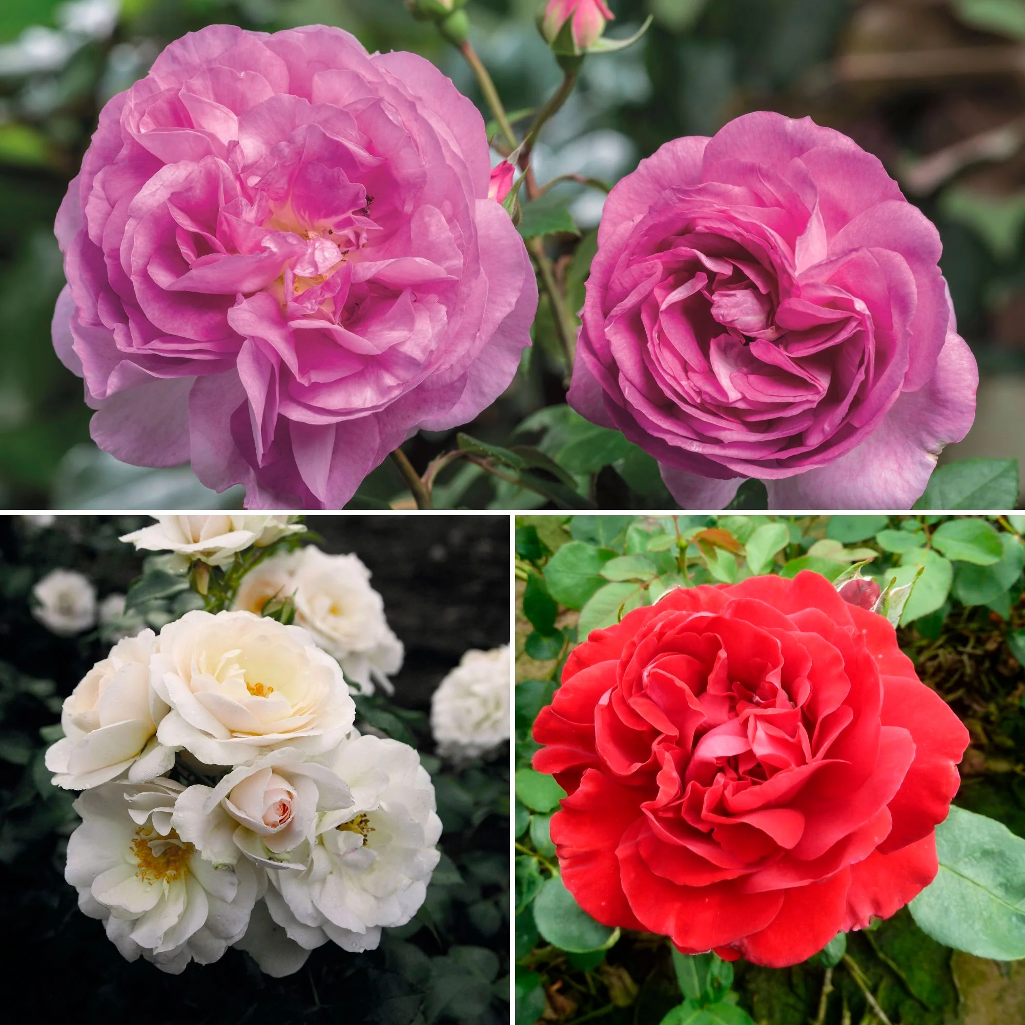 3x Rosier multiflore Rosa - Mélange 'Parfum Généreux' Orangé-Violet-Blanc - Plants à racines nues