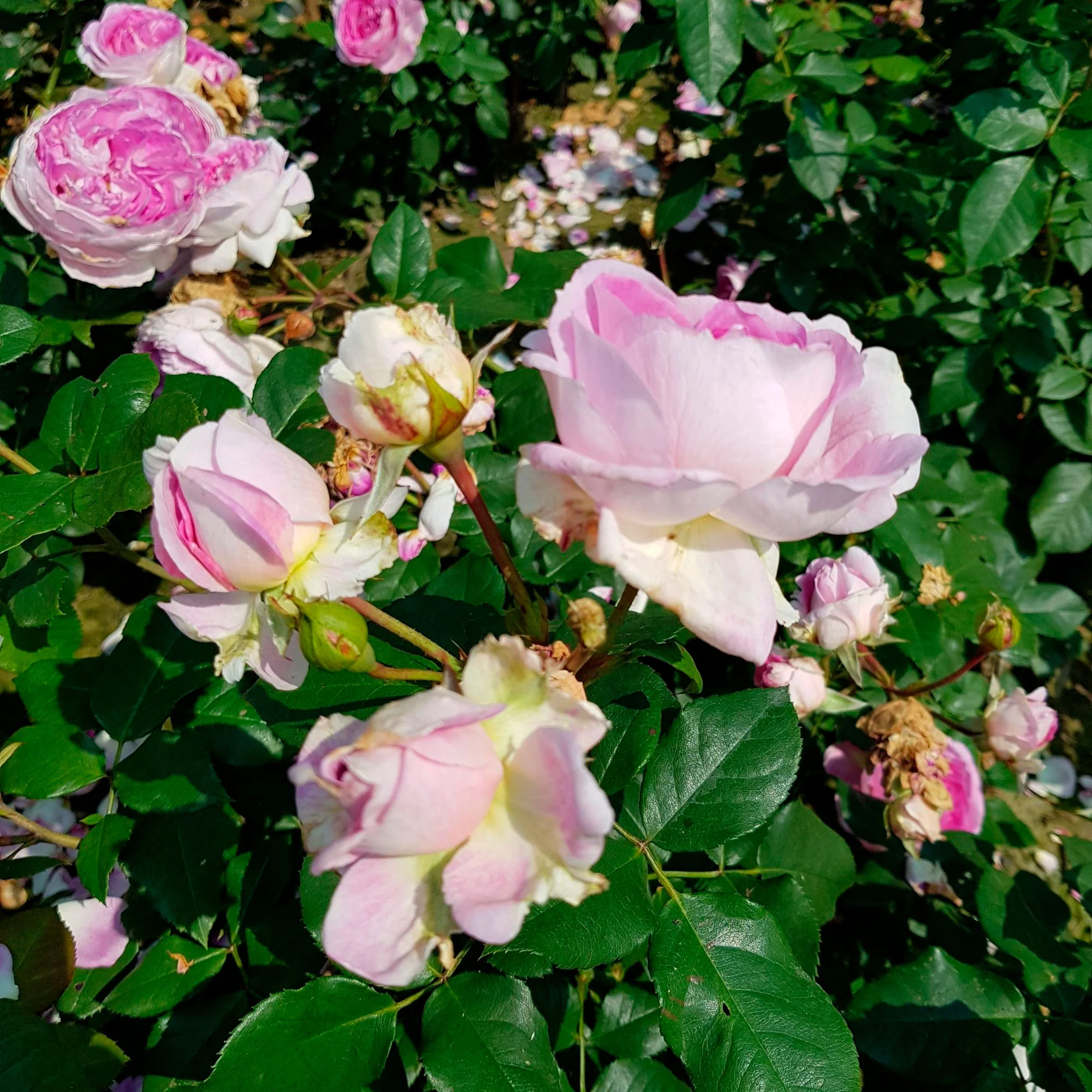 3x Rosier multiflore Rosa 'Saphir'® Violet  - Plants à racines nues - Image 2
