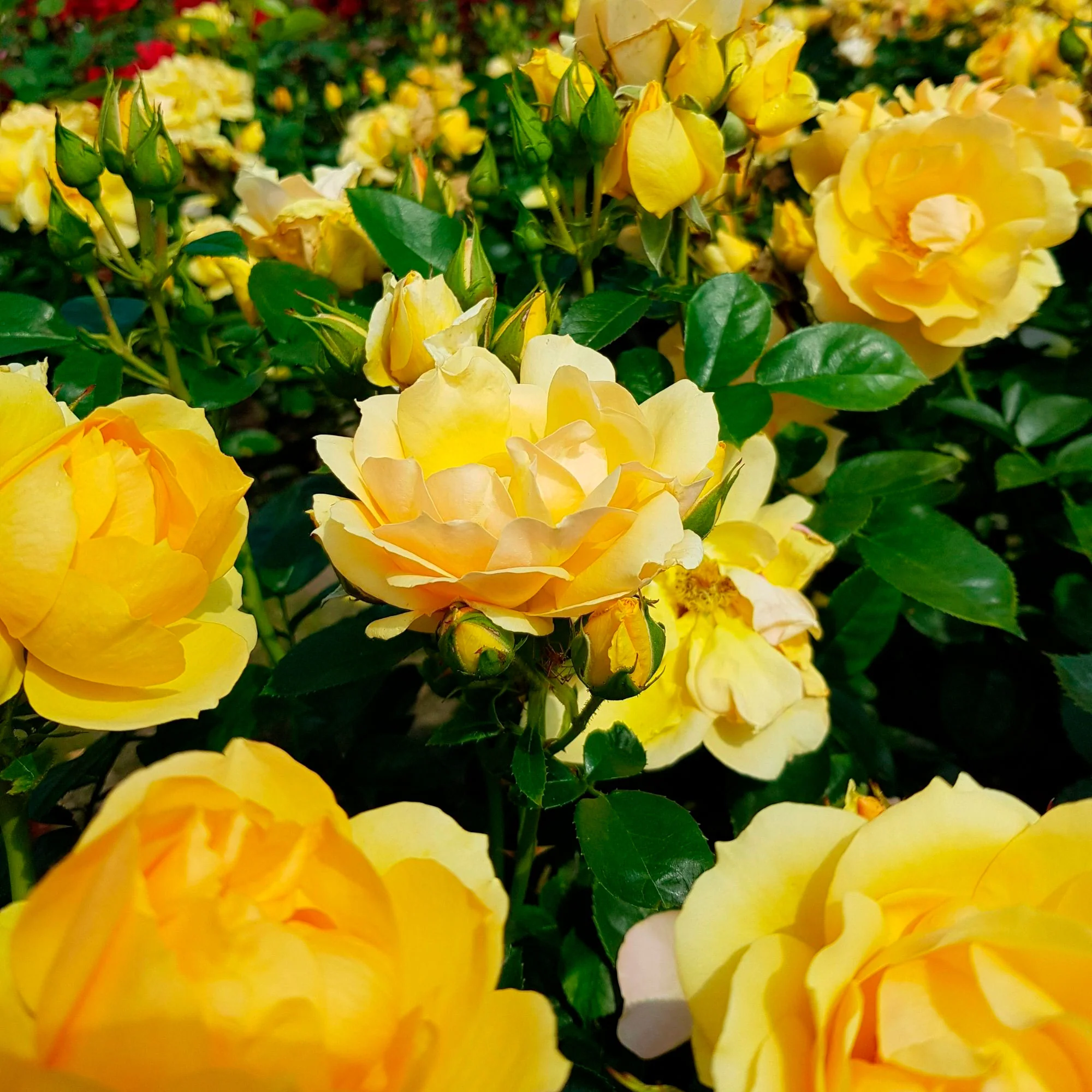 3x Rosier  Rosa 'Hansestadt Rostock'® Jaune  - Plants à racines nues