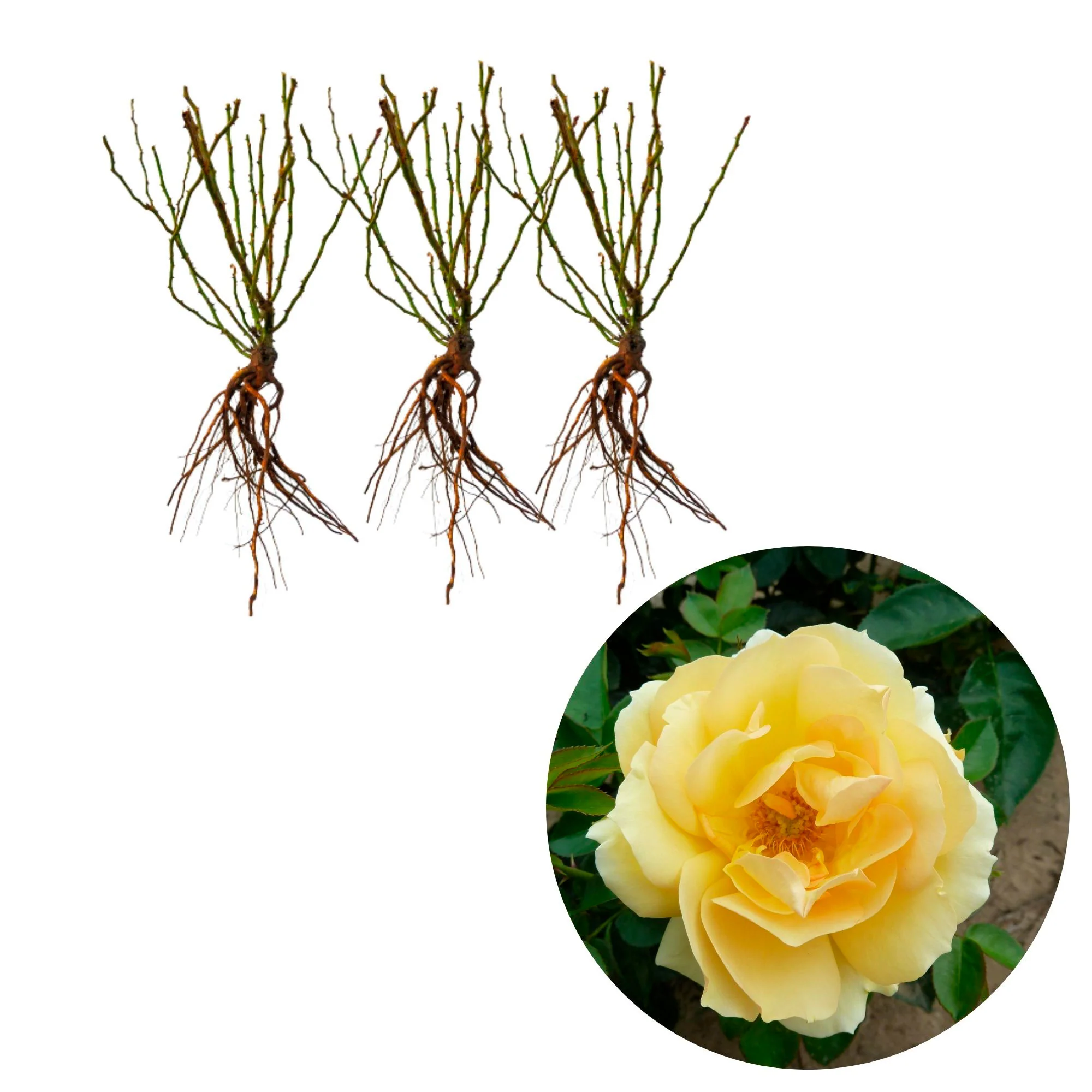 3x Rosier  Rosa 'Hansestadt Rostock'® Jaune  - Plants à racines nues - Image 3