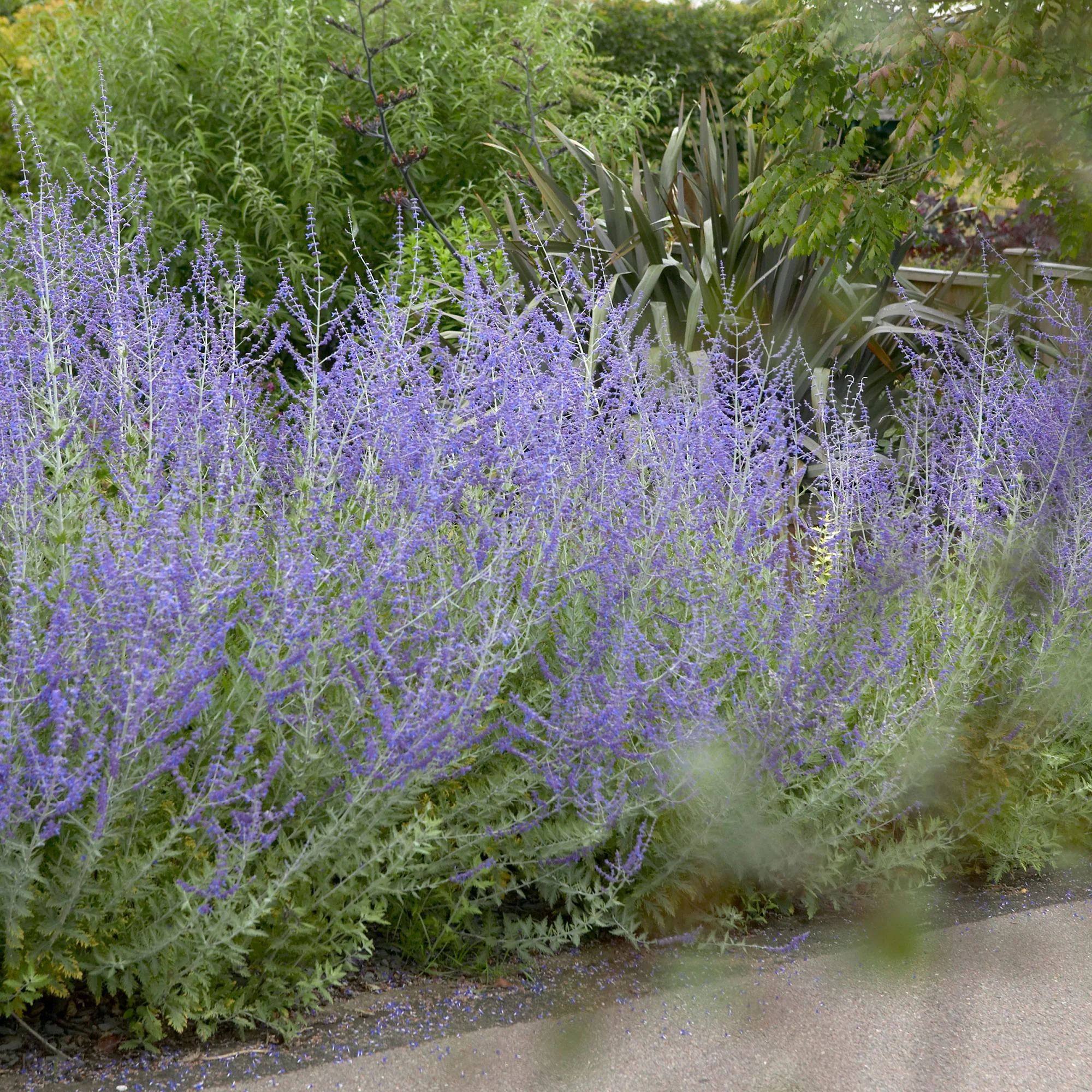 3x Sauge de Russie Perovskia 'Blue Spire' bleu - Image 4