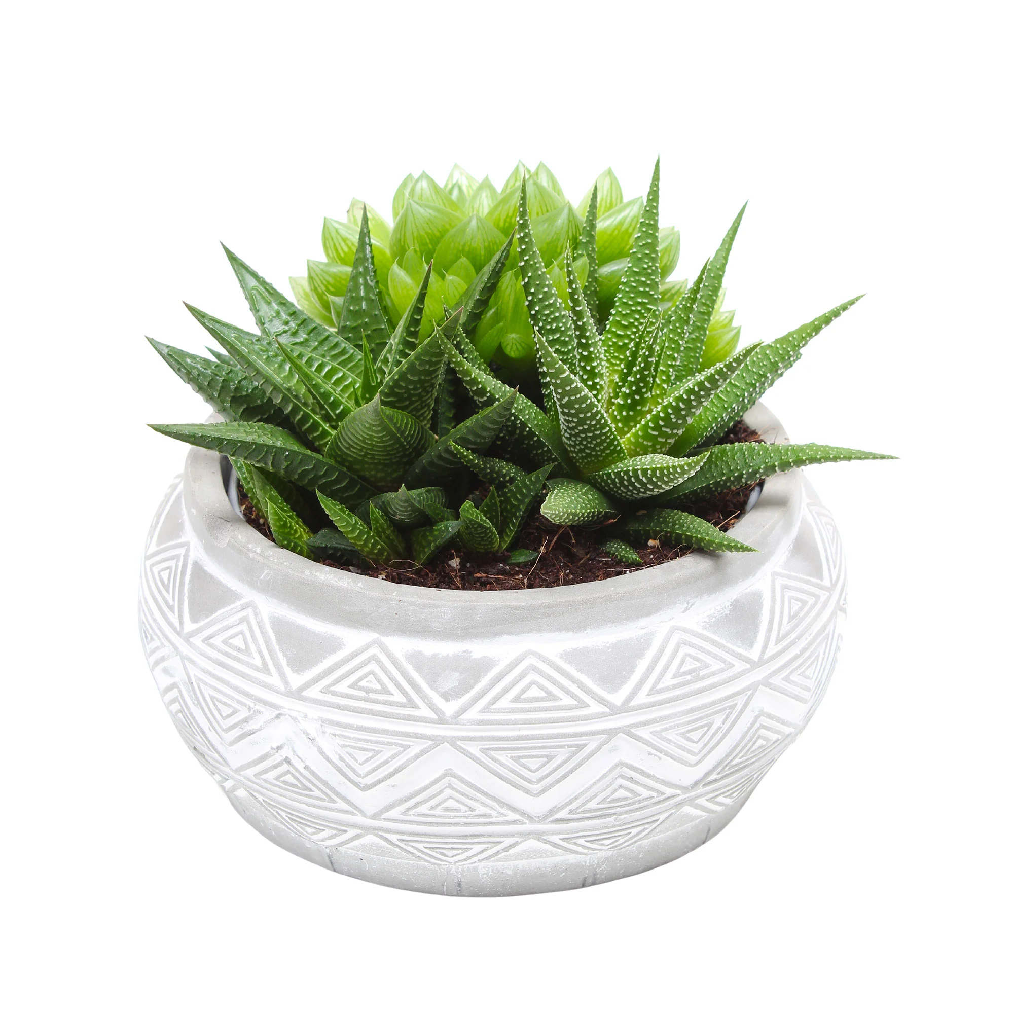 3x Succulent - Mélange 'Marrakesh' avec 1x cache-pot en céramique - Image 3