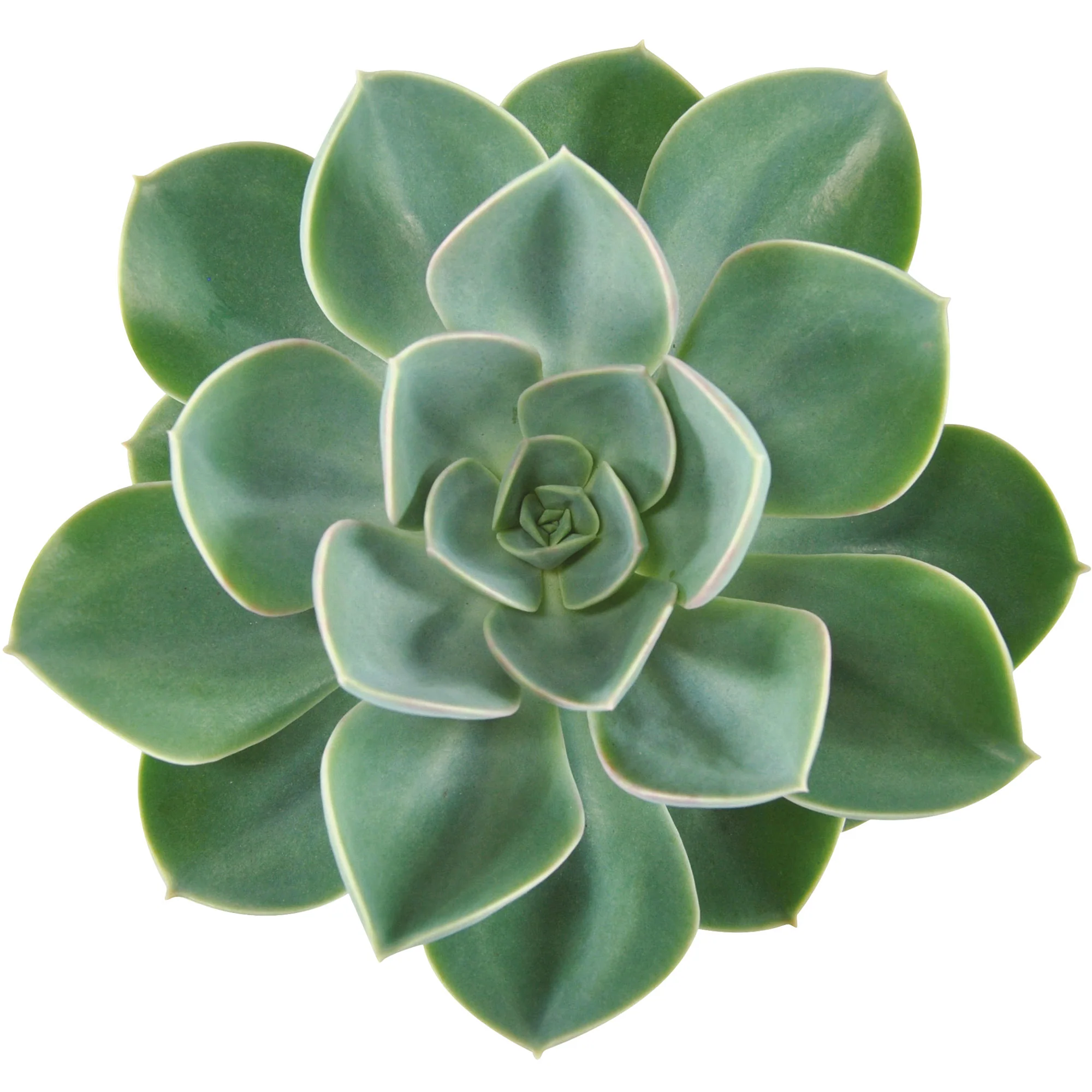 3x Succulente Echeveria 'Green Pearl' - Image 2