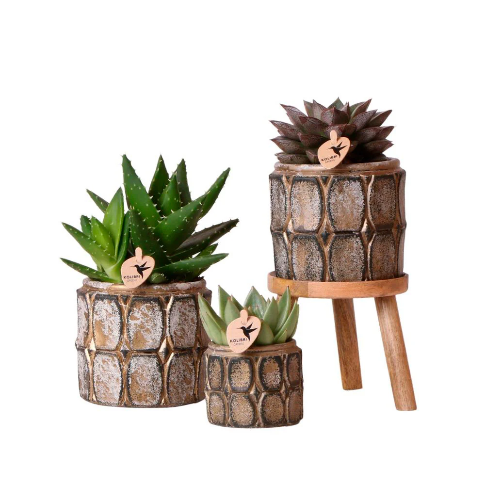3x Succulente - Ensemble vert avec cache-pots + porte-plantes en bois - Image 3