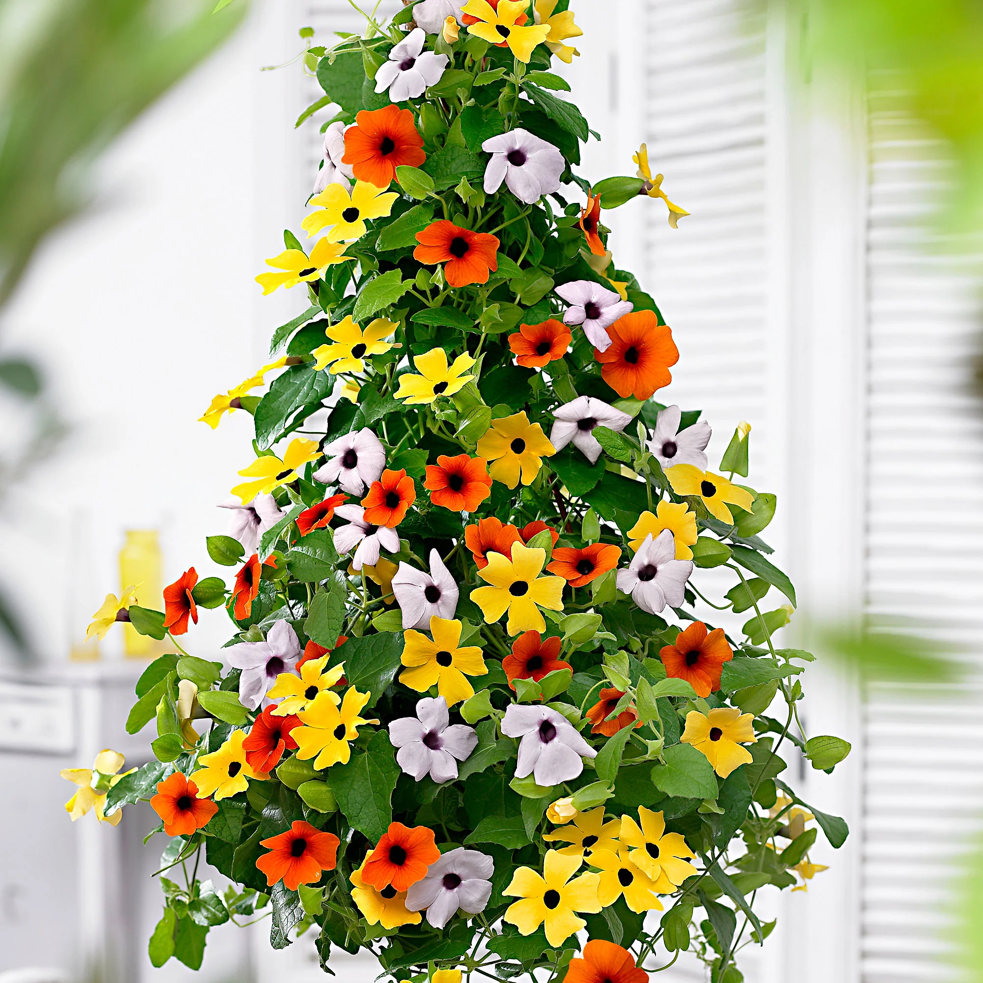 3x Suzanne aux yeux noirs Thunbergia alata orangé-jaune-blanc - Image 2