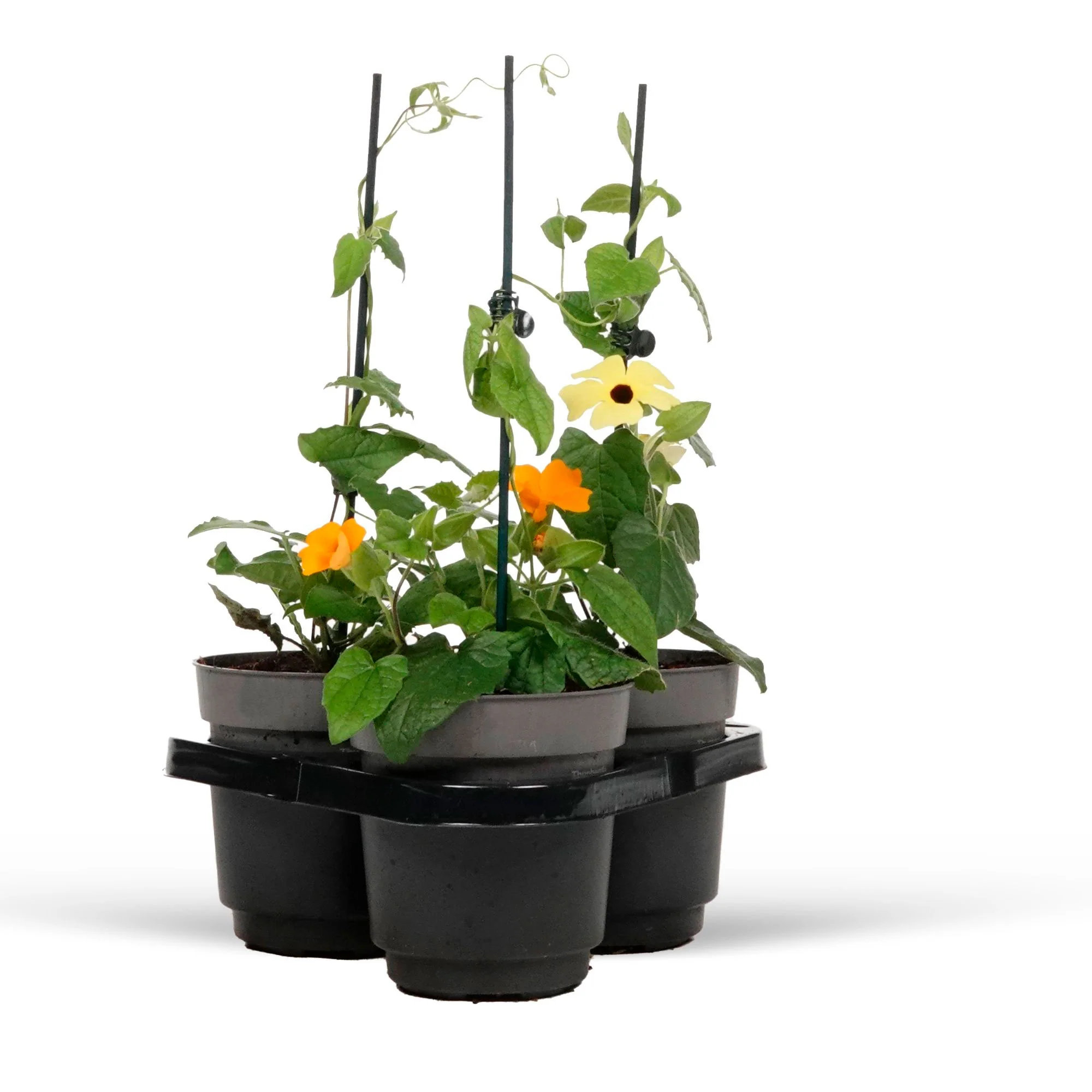 3x Suzanne aux yeux noirs Thunbergia alata orangé-jaune-blanc - Image 3