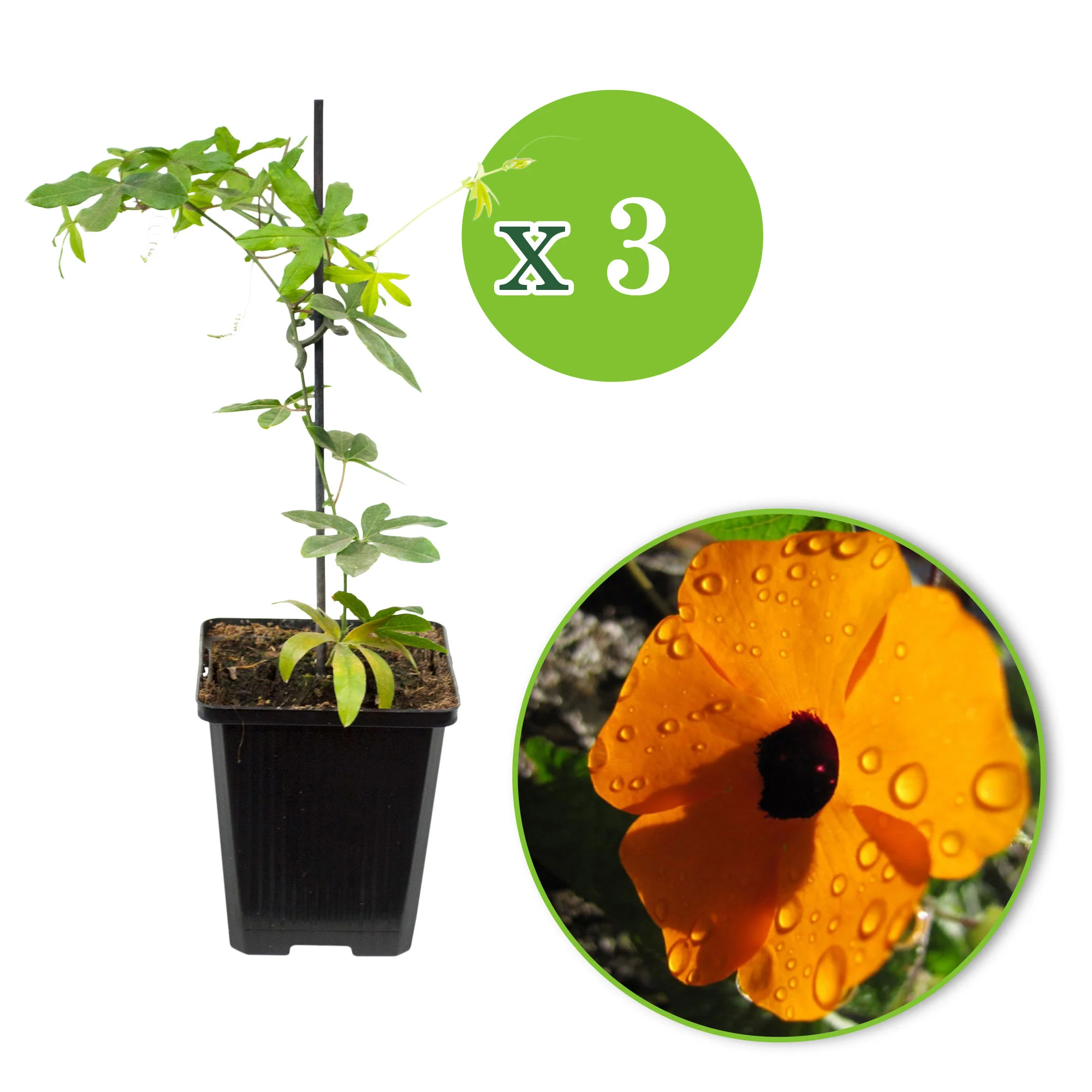 3x Suzanne aux yeux noirs Thunbergia 'Orange' orangé - Image 2