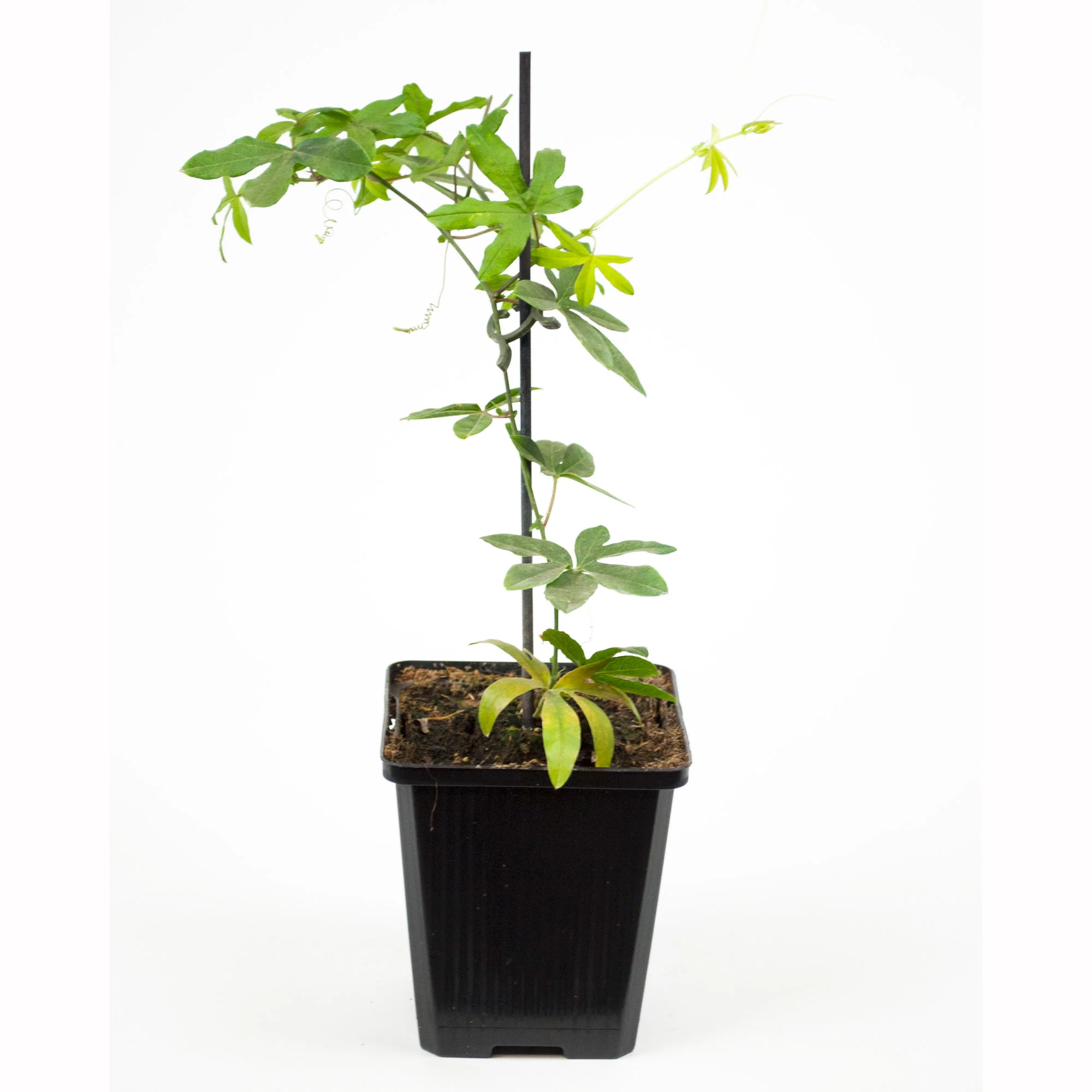 3x Suzanne aux yeux noirs Thunbergia 'White Eye' blanc