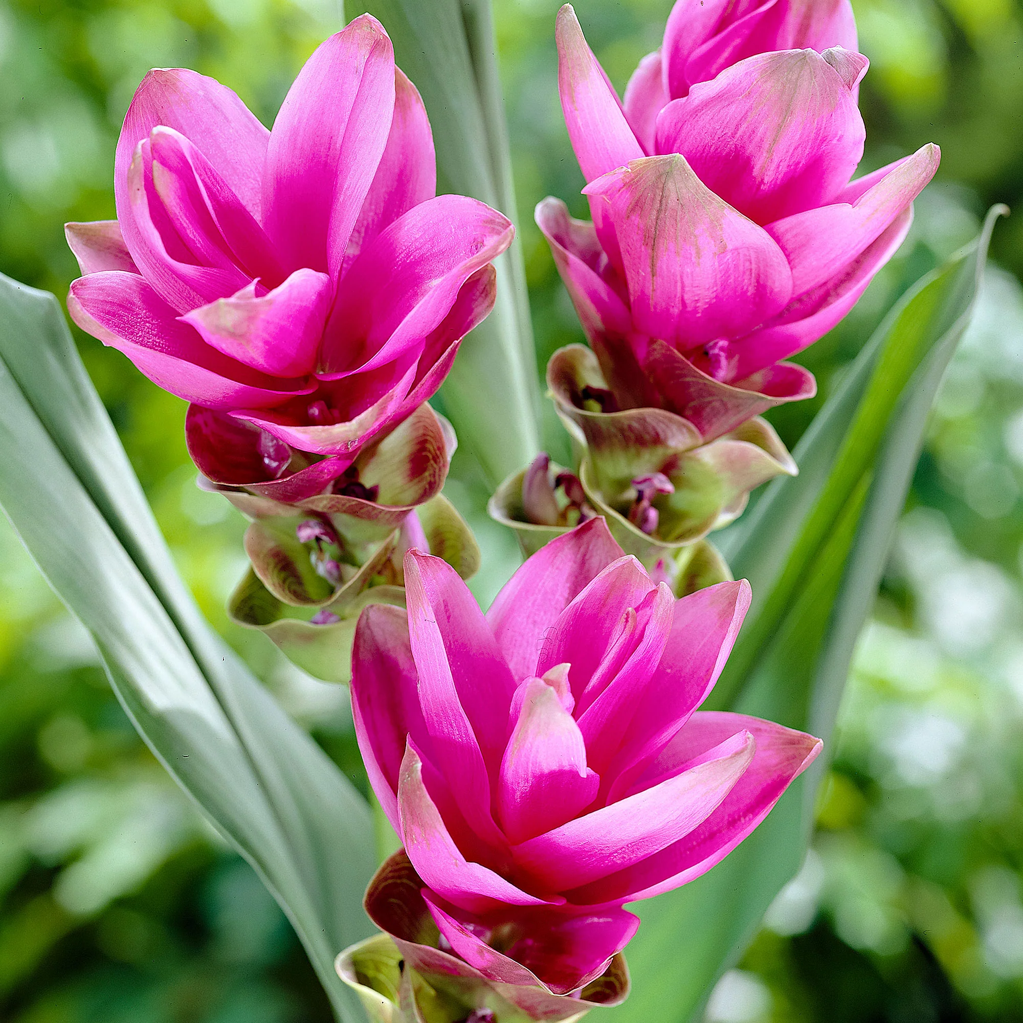 3x Tulipe estivale Curcuma alismatifolia rose