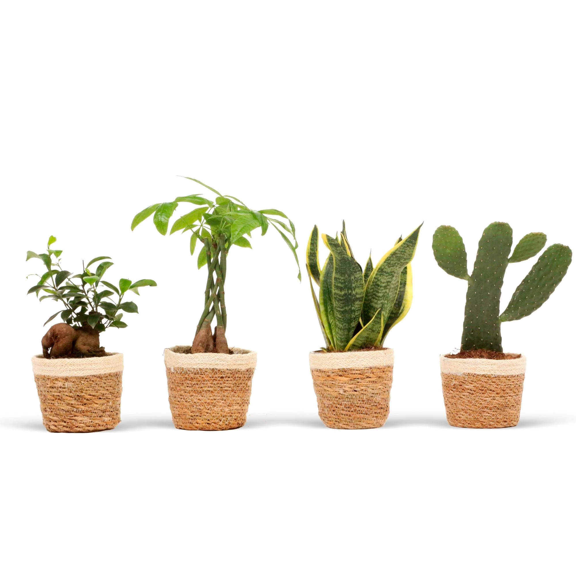 4 plantes d'intérieur 'Asia Mix' Vert avec pot décoratif - Image 3