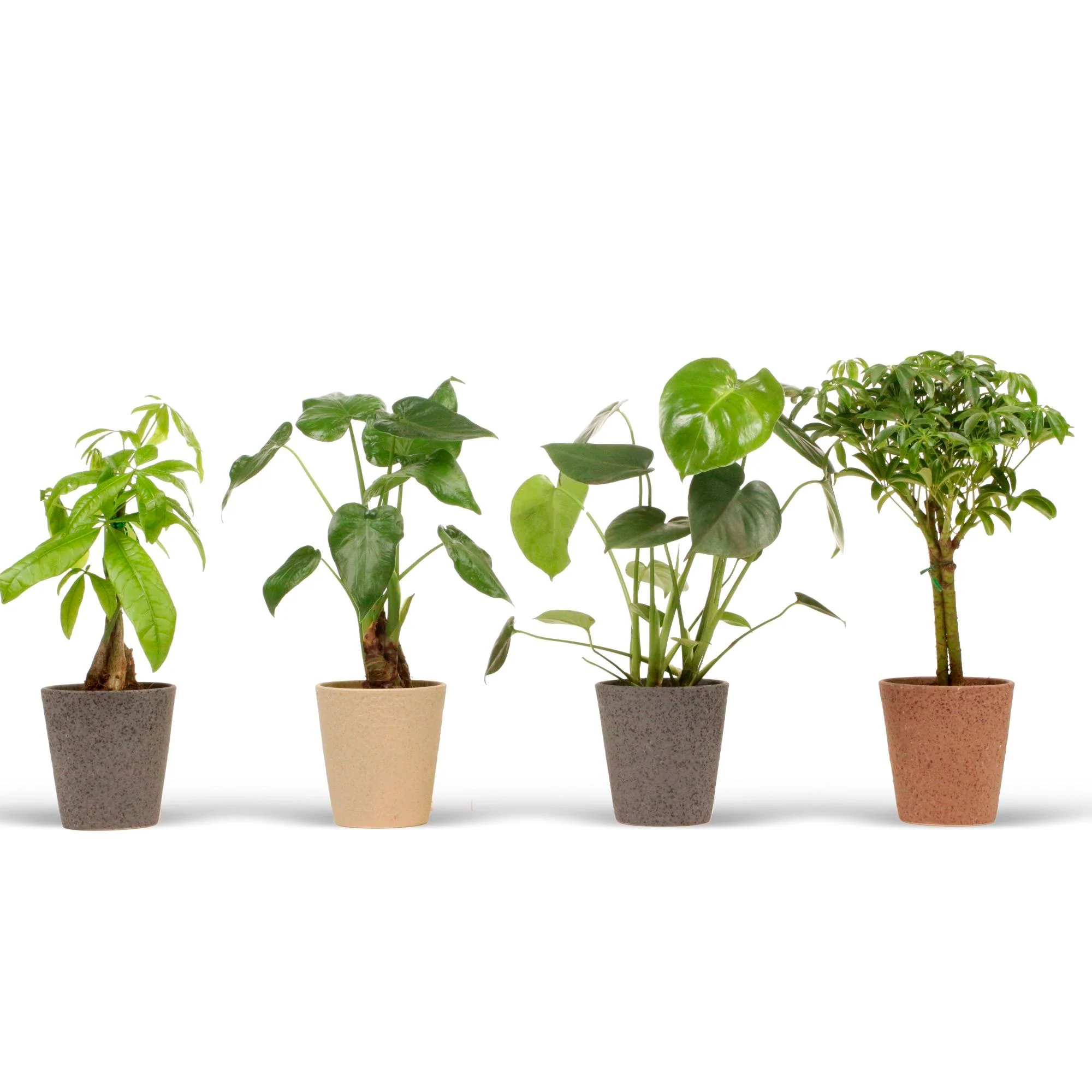 4 plantes d'intérieur 'Jungle Mix'  Vert  sur tige avec pot décoratif - Image 3