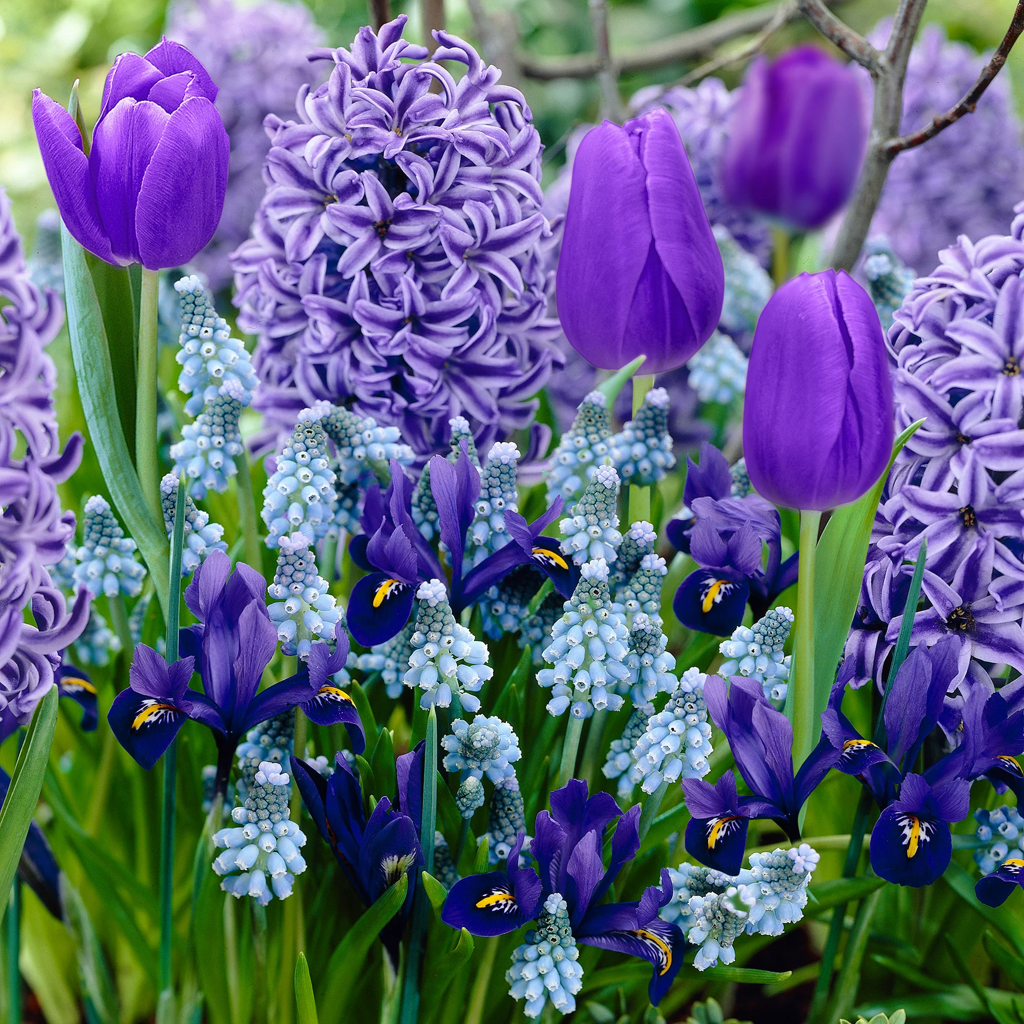 40x Bulbes de fleurs - Mélange 'Border Garden Blue' bleu - Image 2