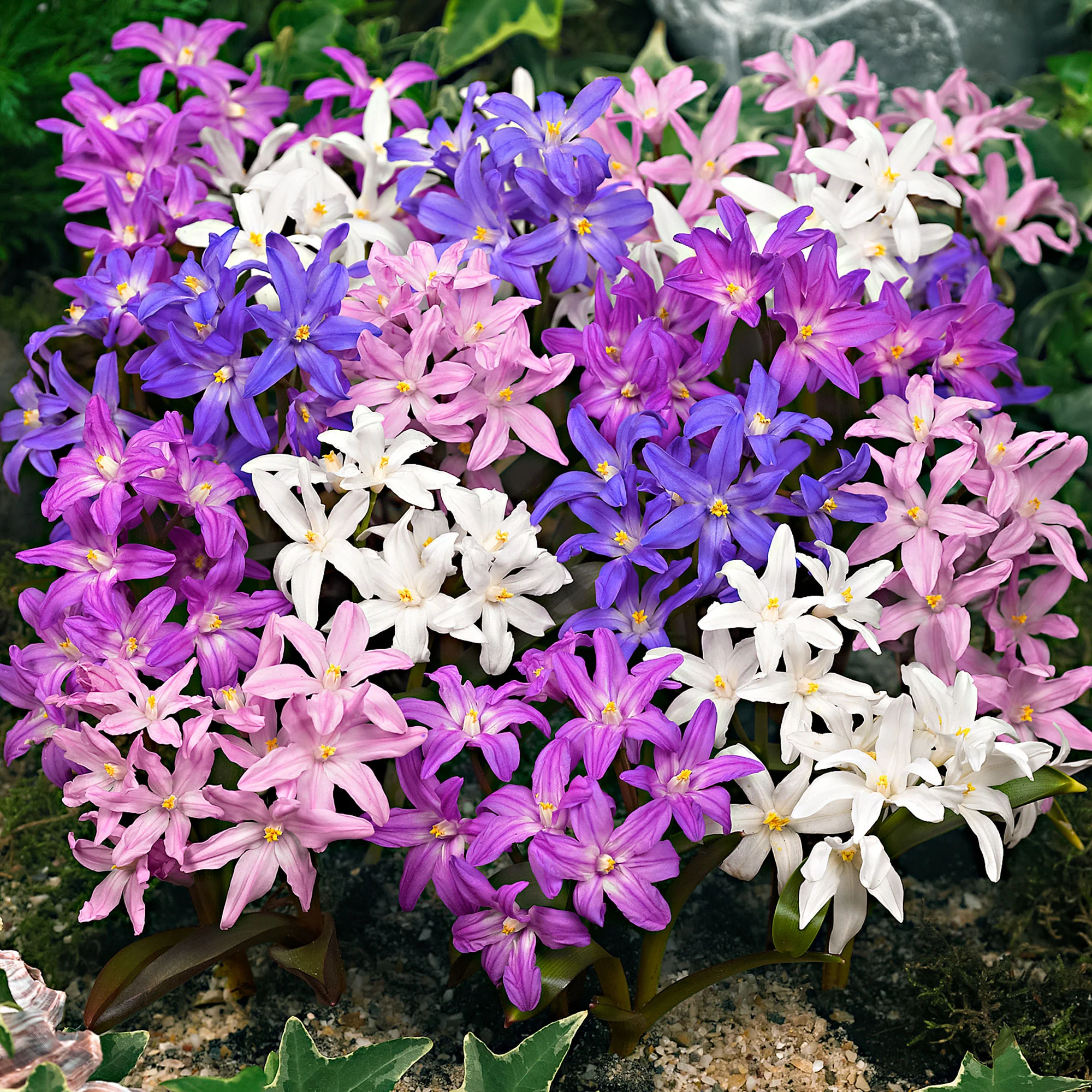 40x Gloire des neiges  Chionodoxa forbesii violet-rose-blanc - Image 2