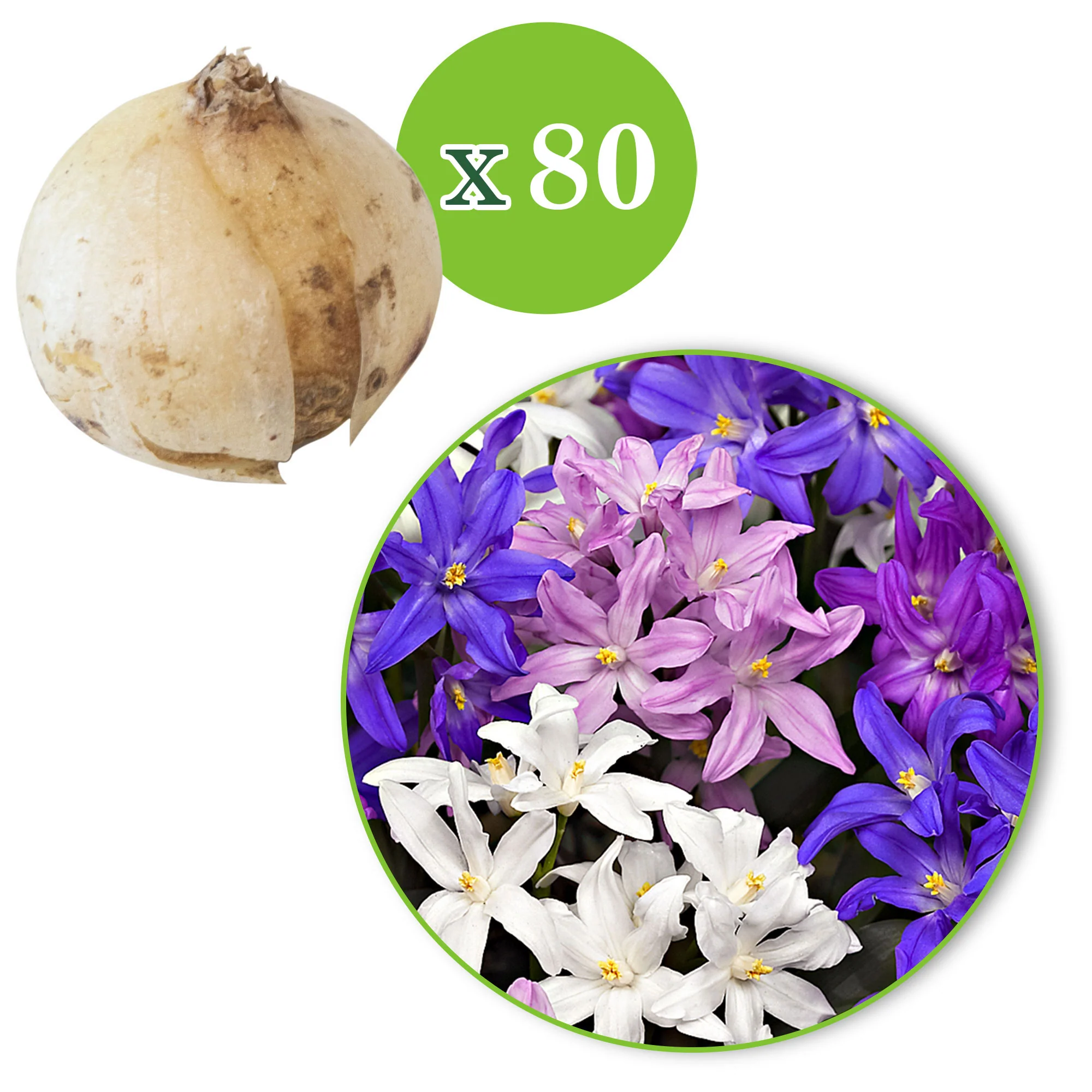 40x Gloire des neiges  Chionodoxa forbesii violet-rose-blanc - Image 4