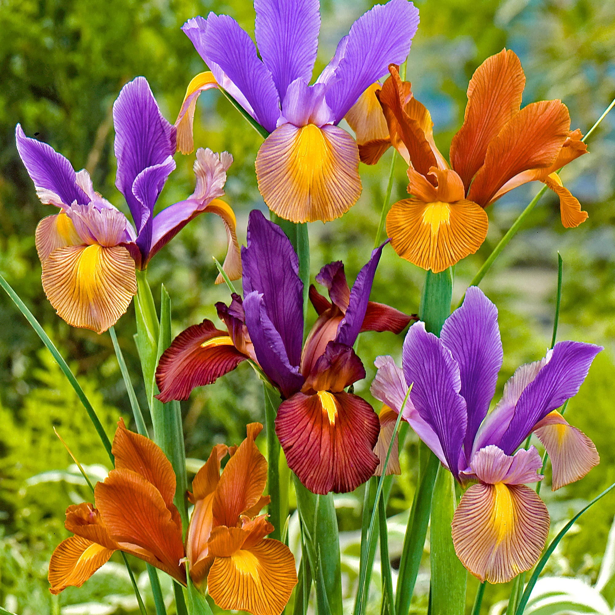 40x Iris de Hollande - Mélange