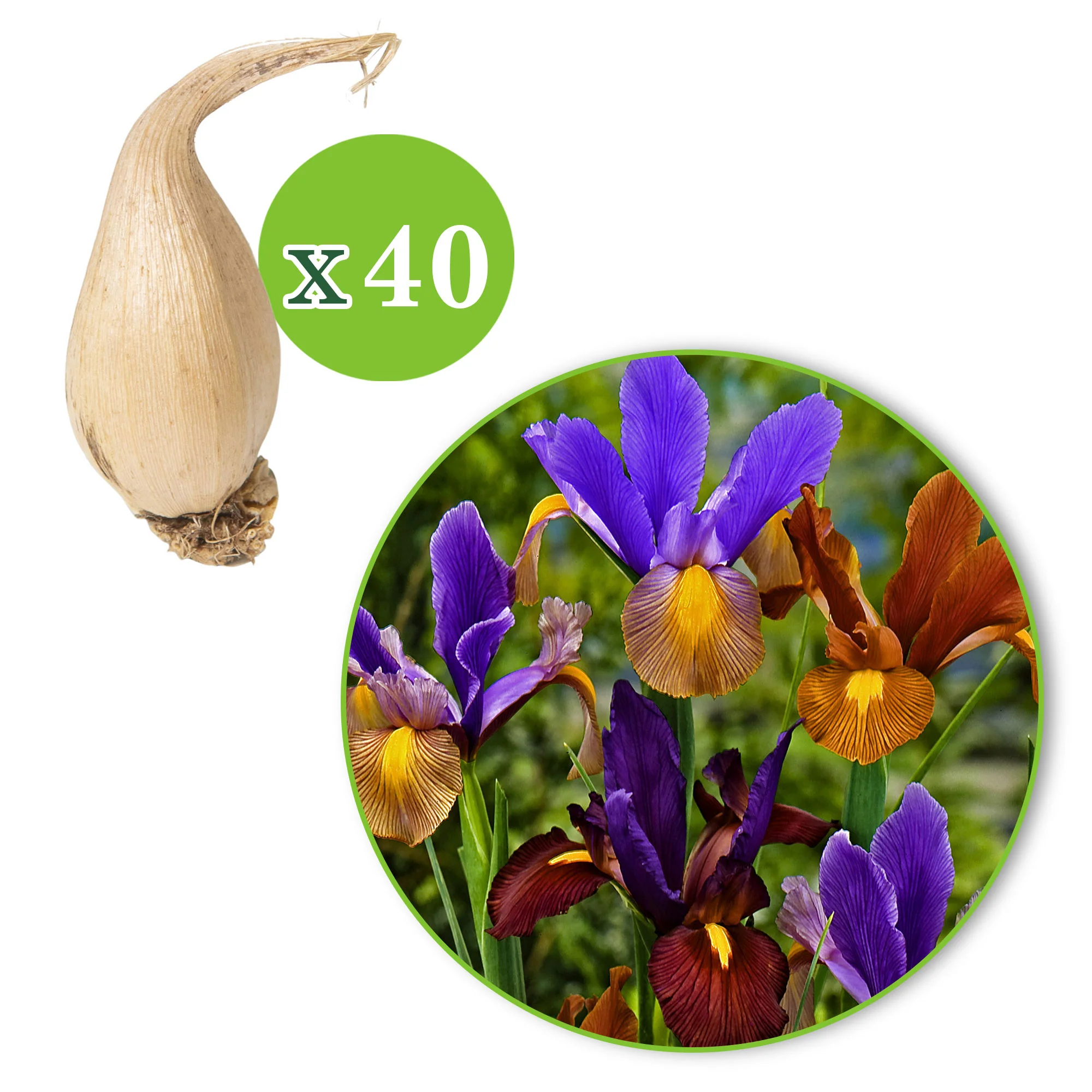 40x Iris de Hollande - Mélange - Image 5